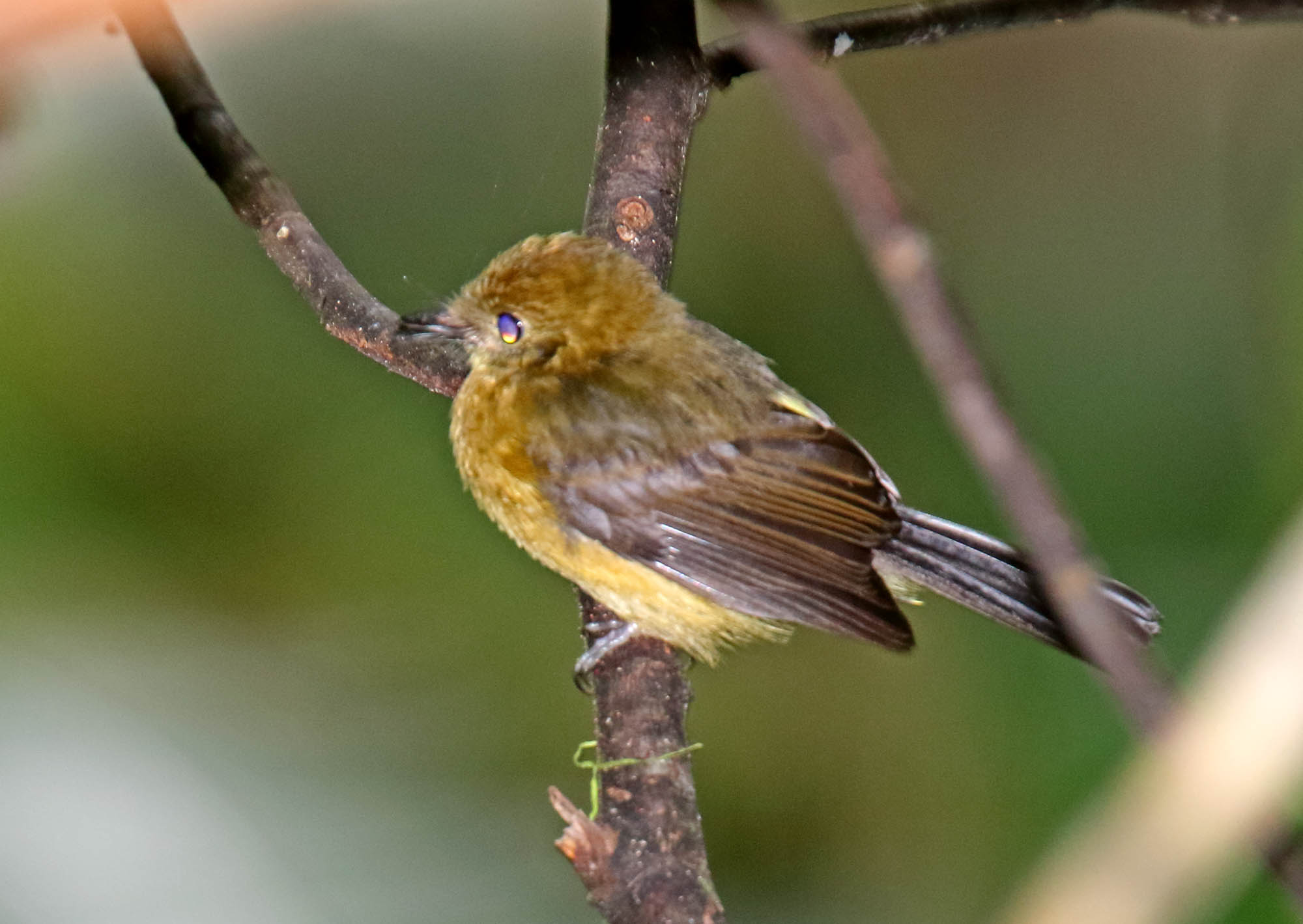 Sulfur-rumped Myiobius_9204.jpg