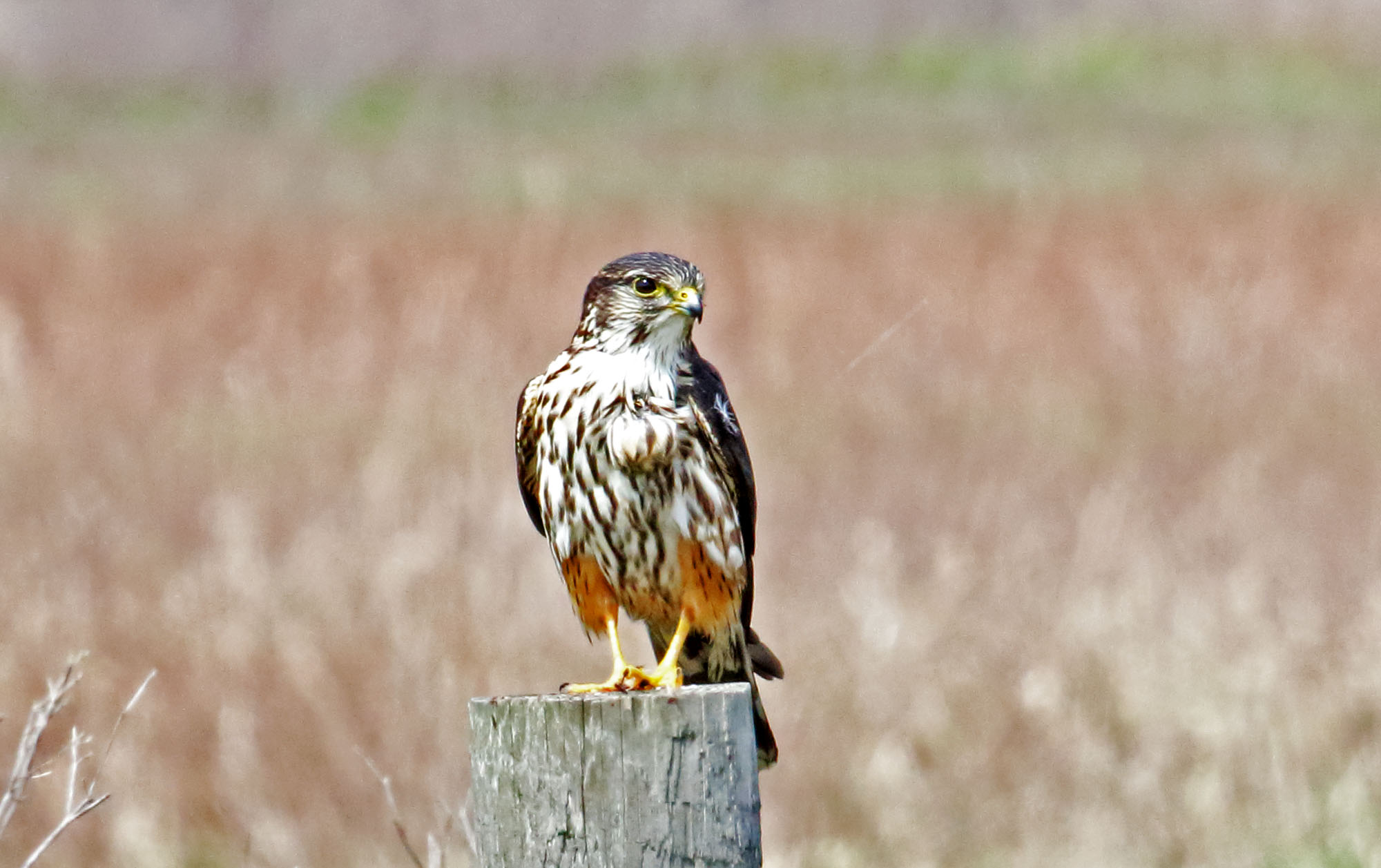 Merlin_4706.jpg