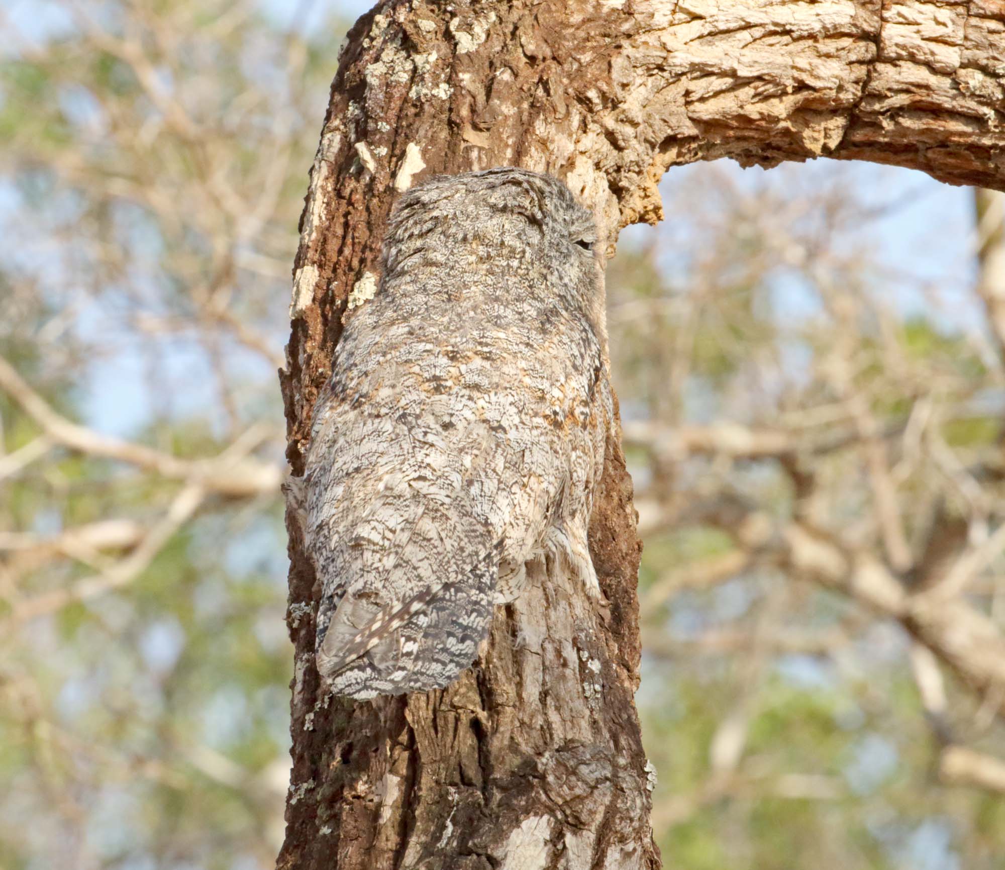 Great Potoo_2211.jpg