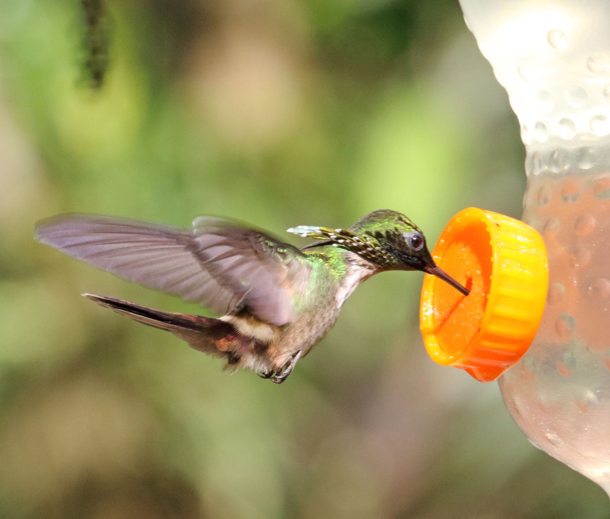 Festive Coquette - male_5432.jpg