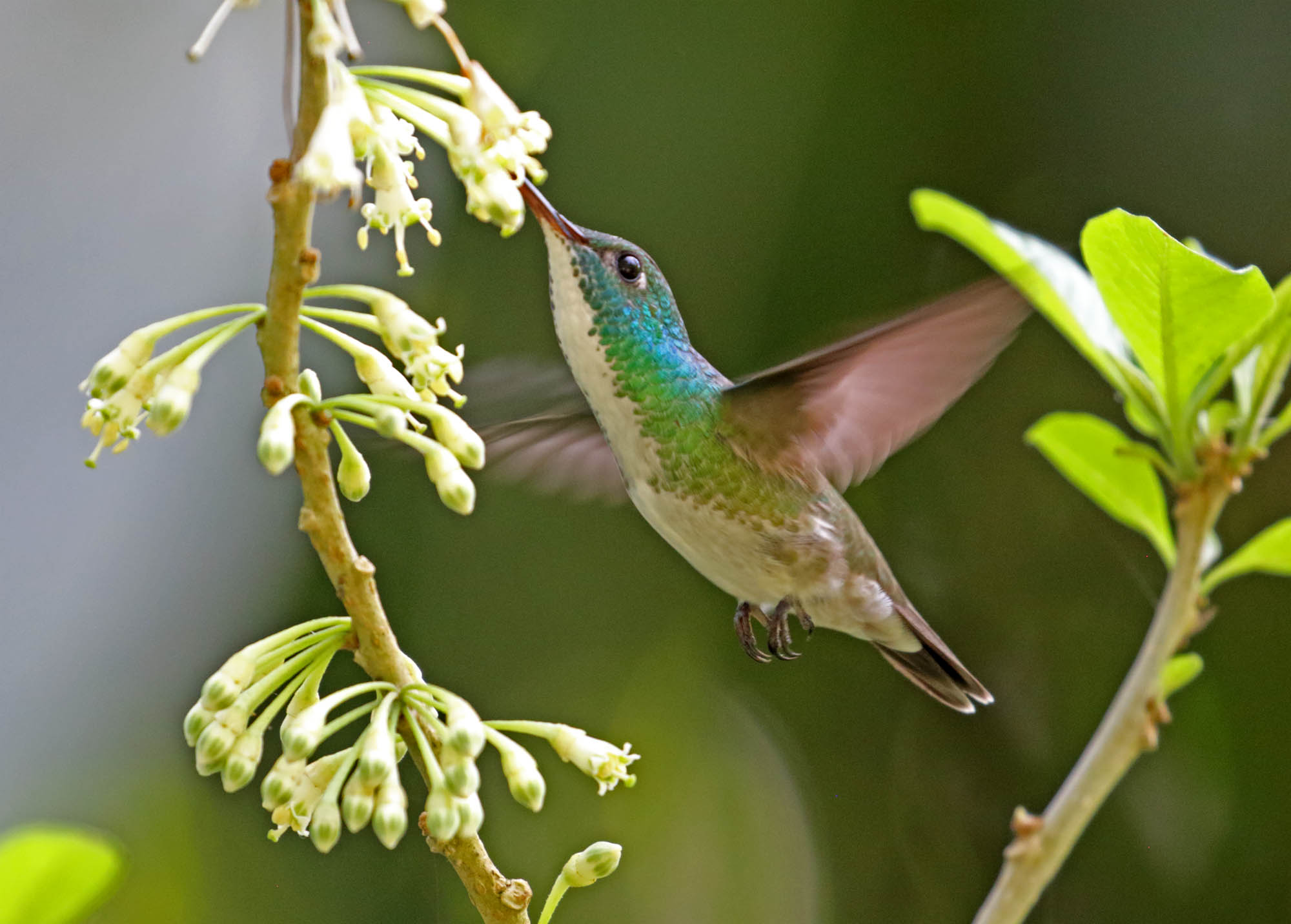 Plain-bellied Emerald_6005.jpg