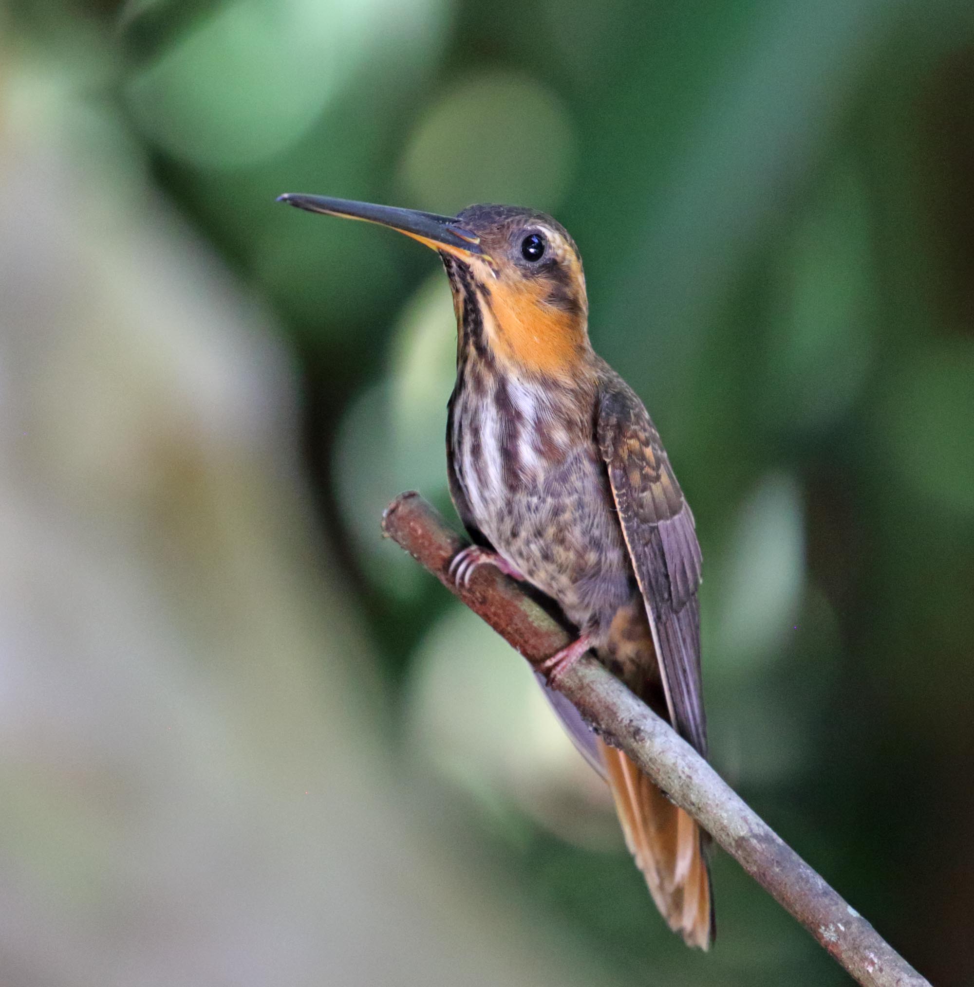 Saw-billed Hermit_5825.jpg