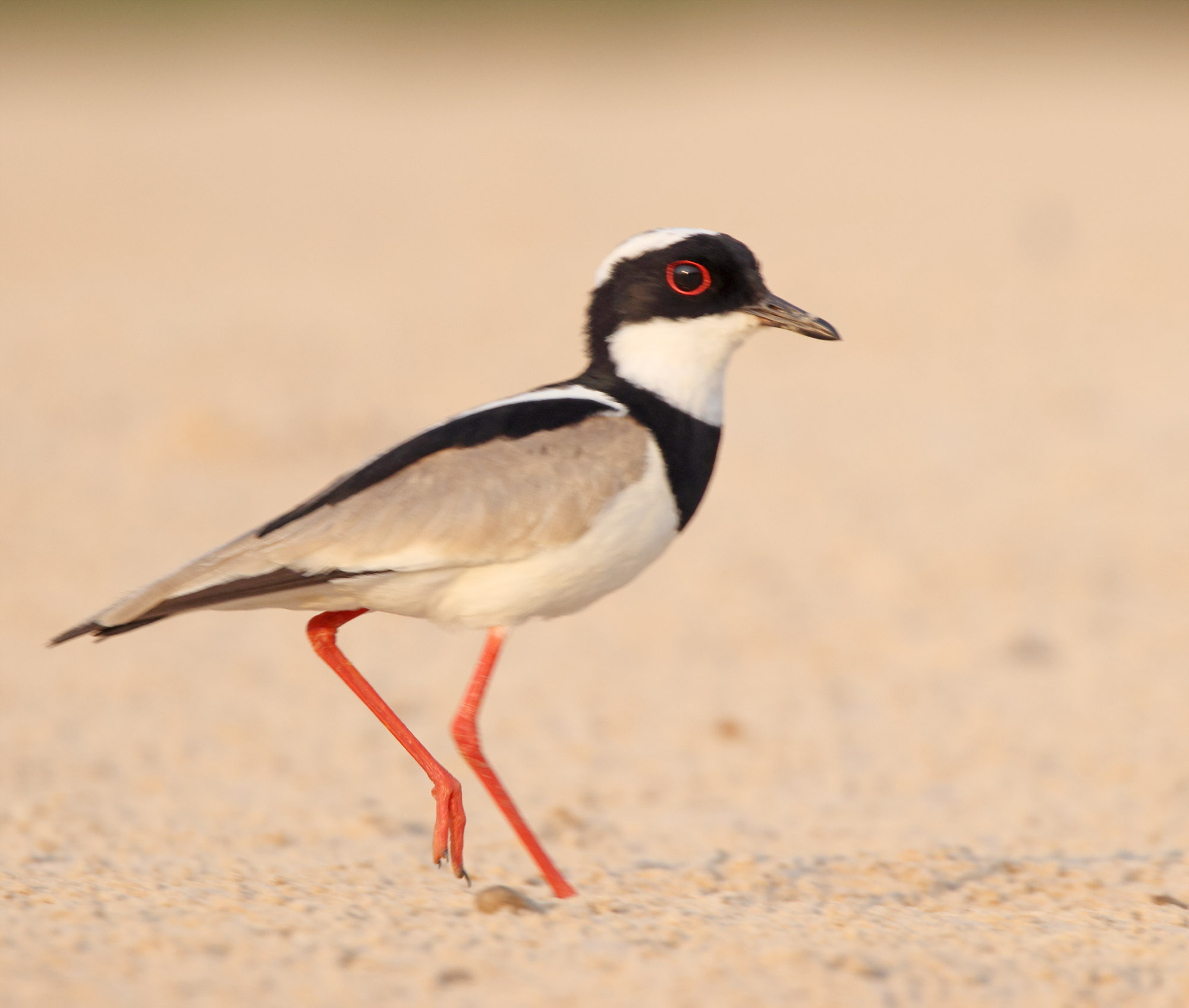 Pied Plover_2087.jpg