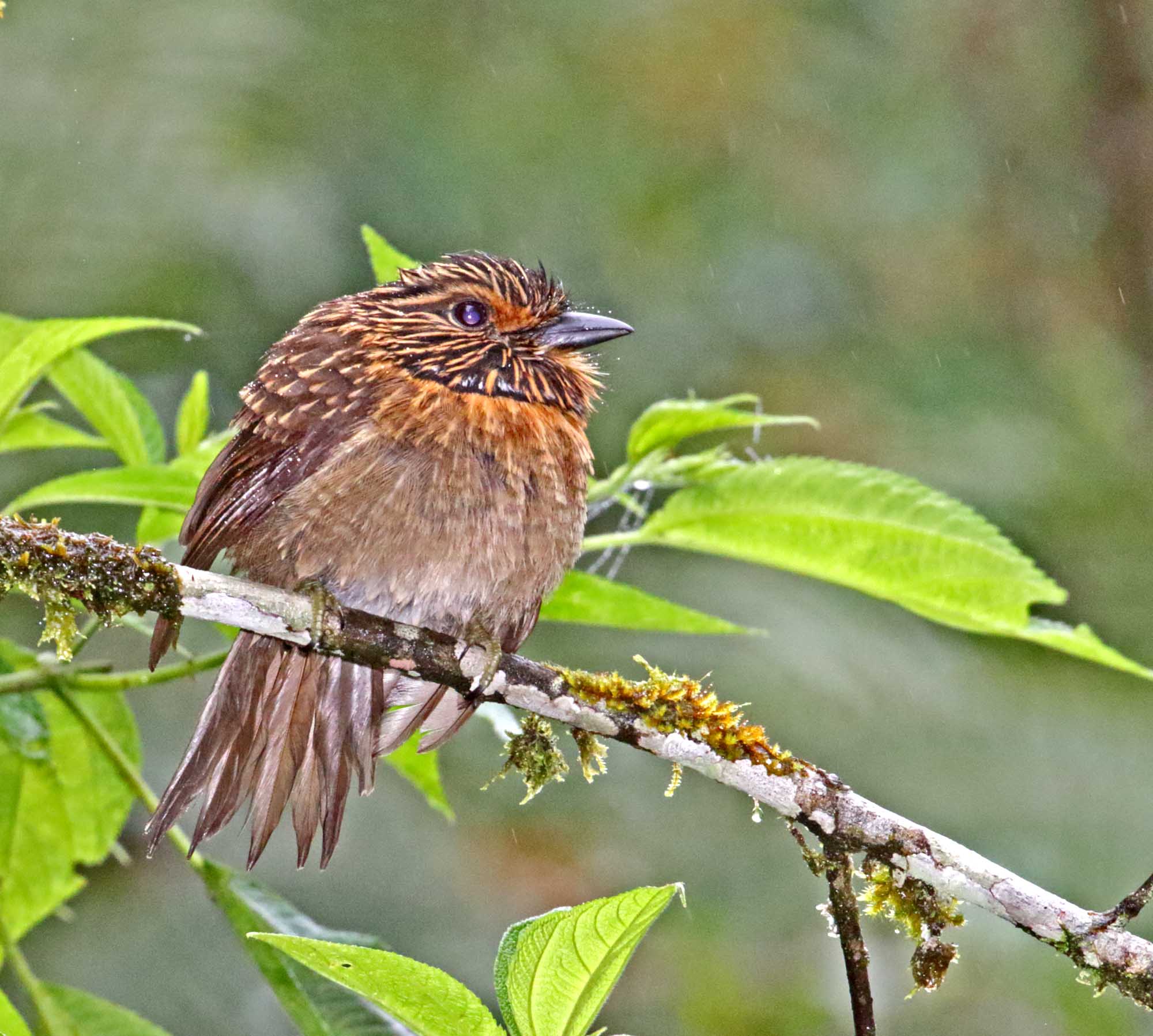 Crescent-chested Puffbird_4094.jpg