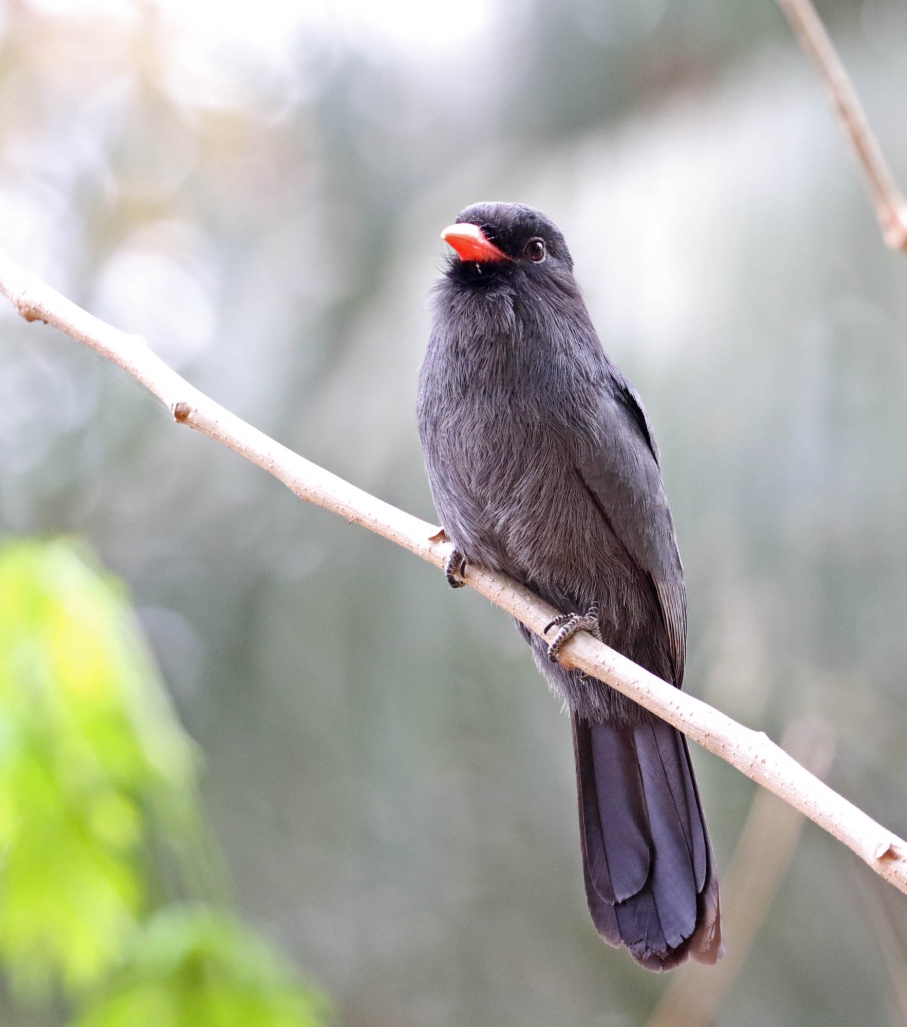 Black-fronted Nunbird_1254.jpg