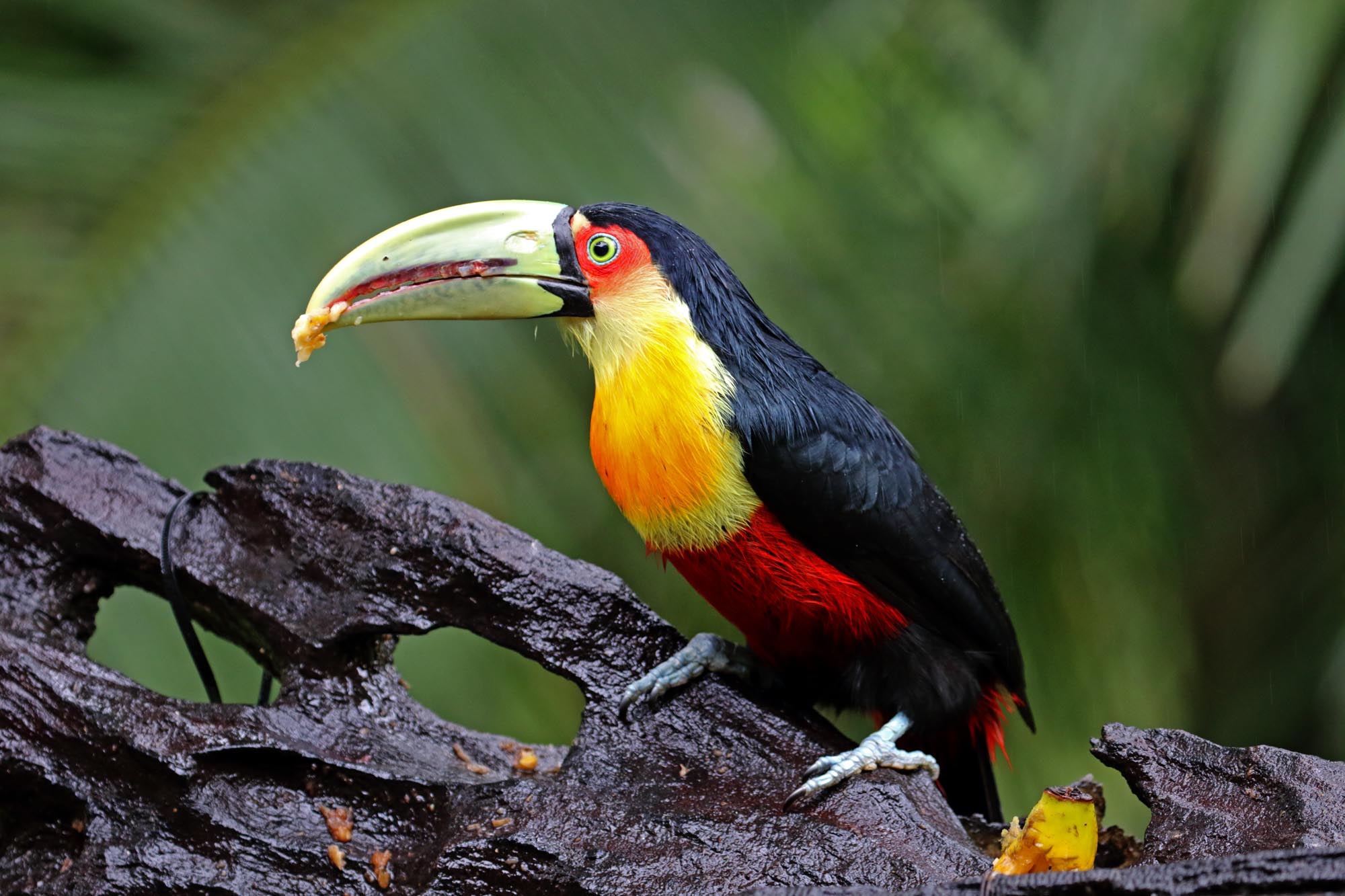 Red-breasted Toucan_2989.jpg