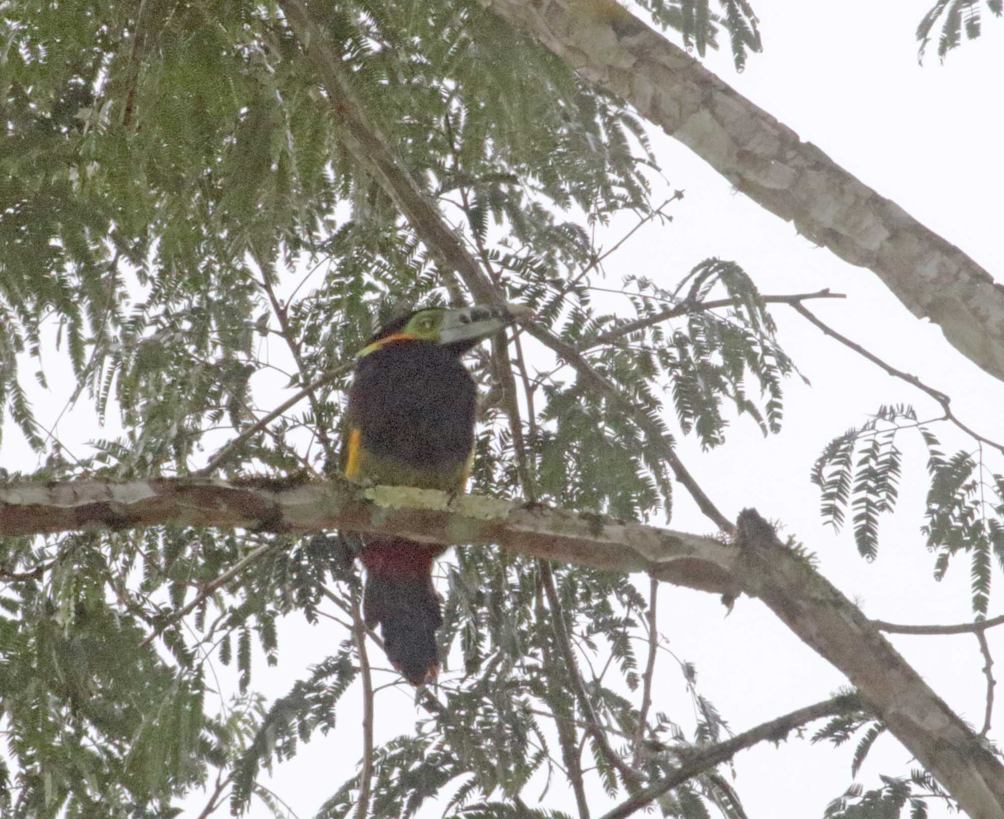 Spot-billed Toucanet_4417.jpg
