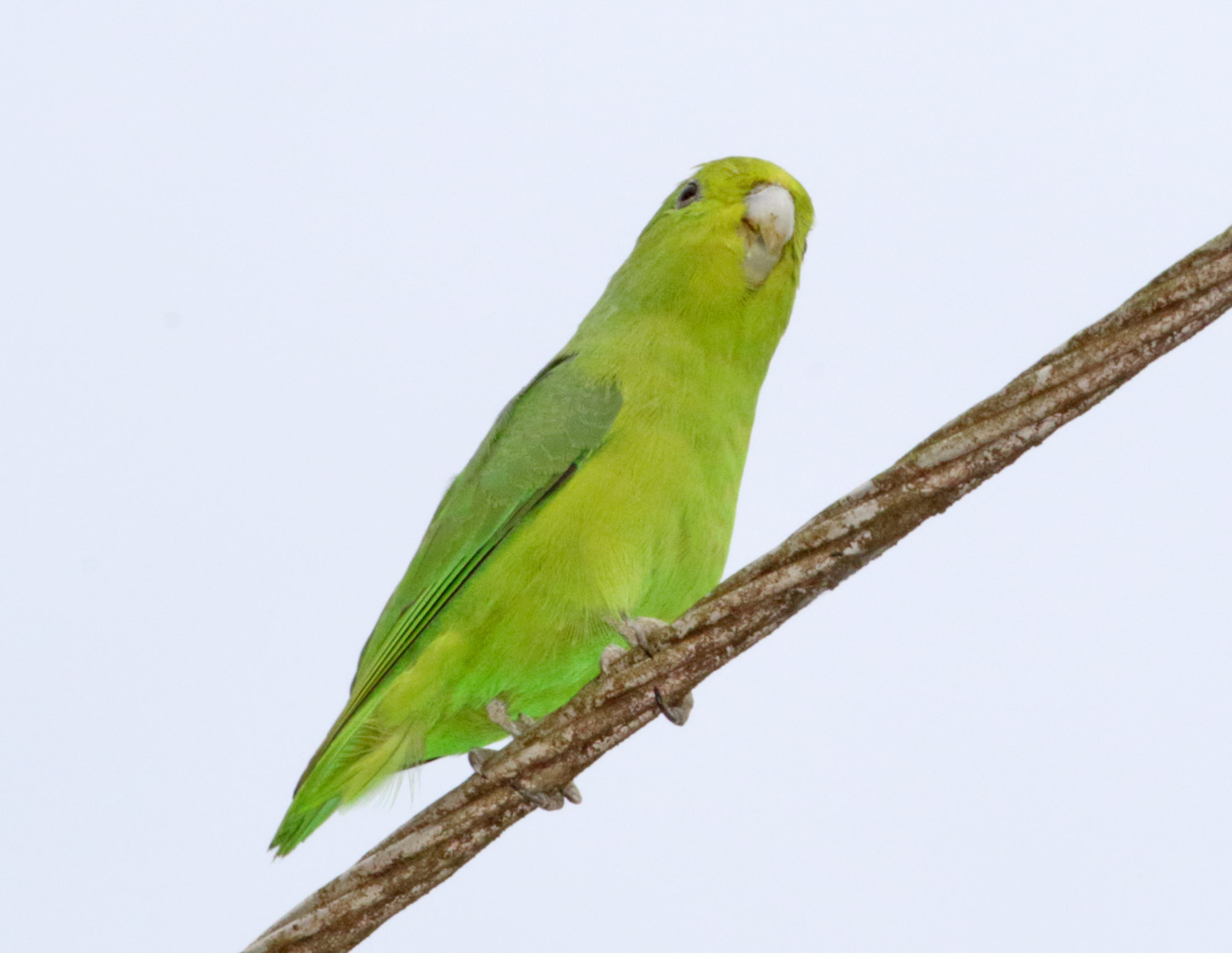 Cobalt-rumped Parrotlet_6096.jpg