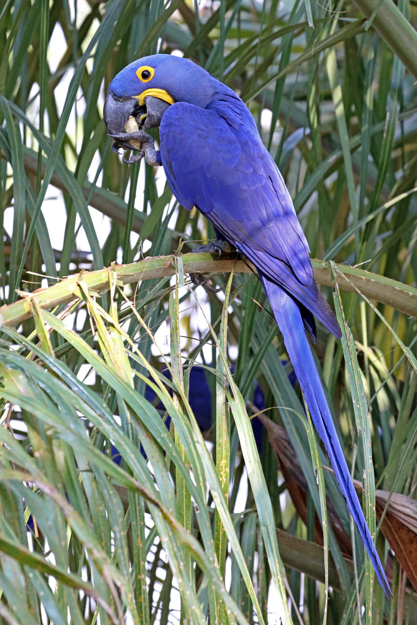 Hyacinth Macaw_9241.jpg