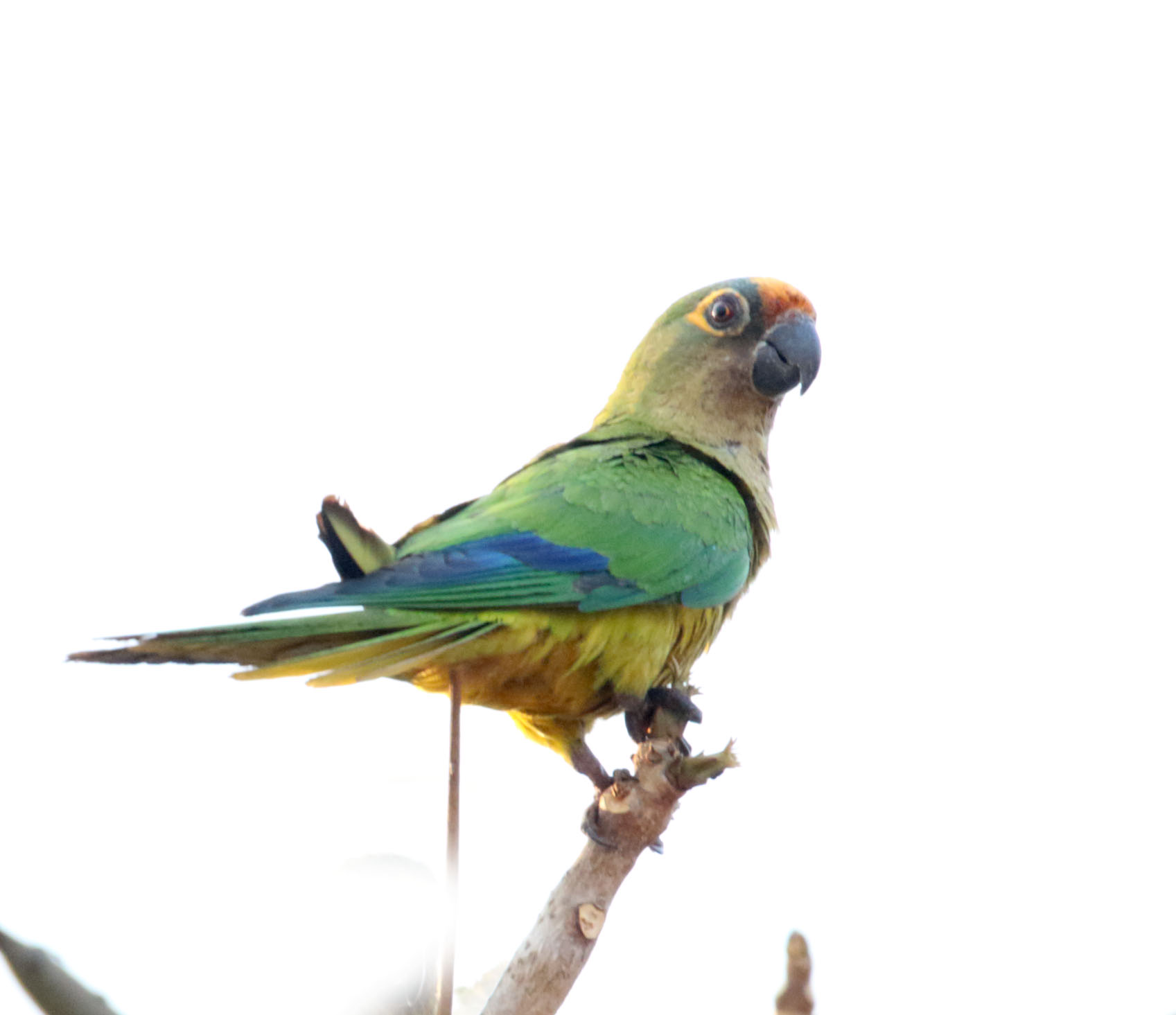 Peach-fronted Parakeet_6703.jpg