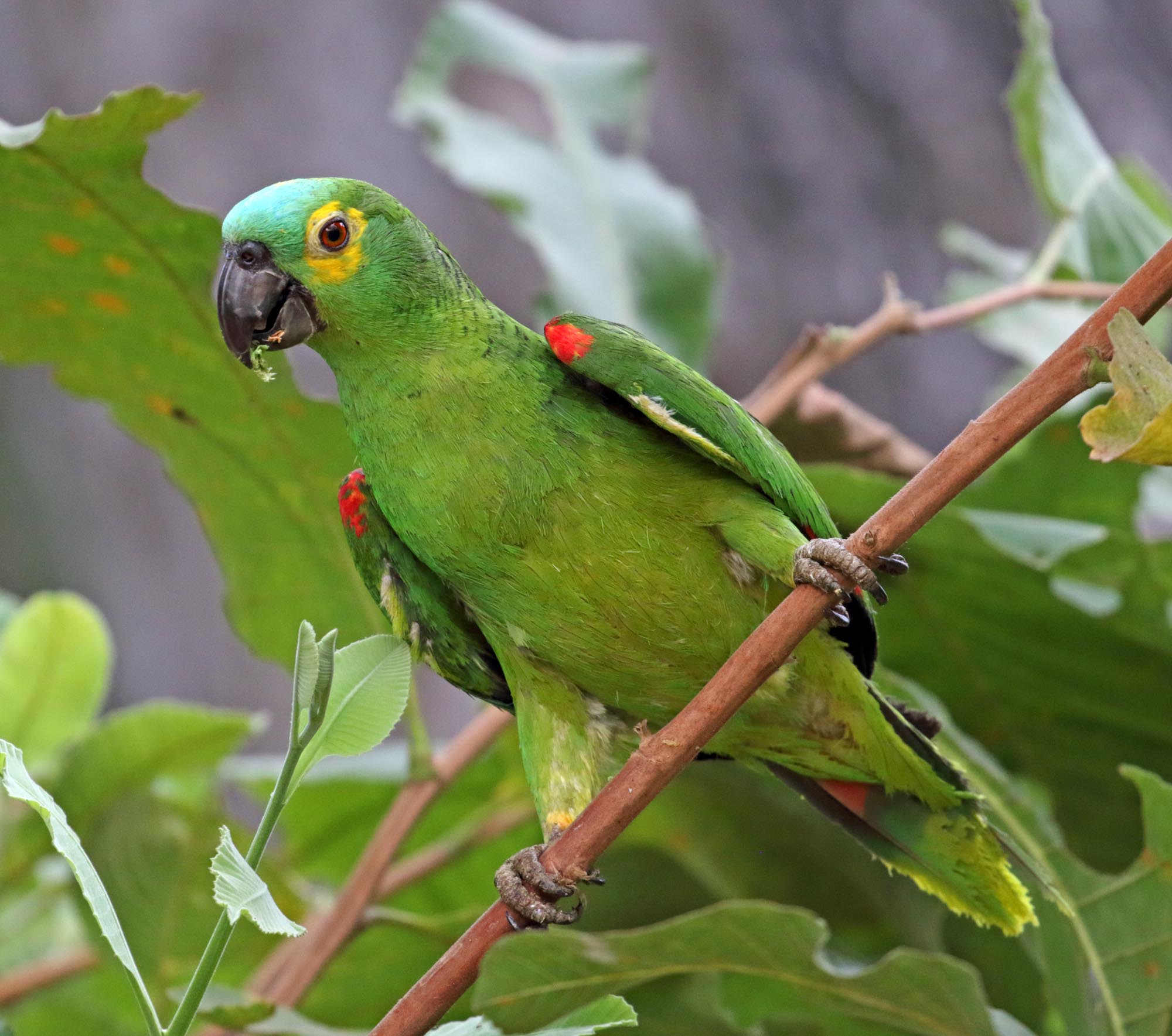 Turquoise-fronted Amazon_1797.jpg