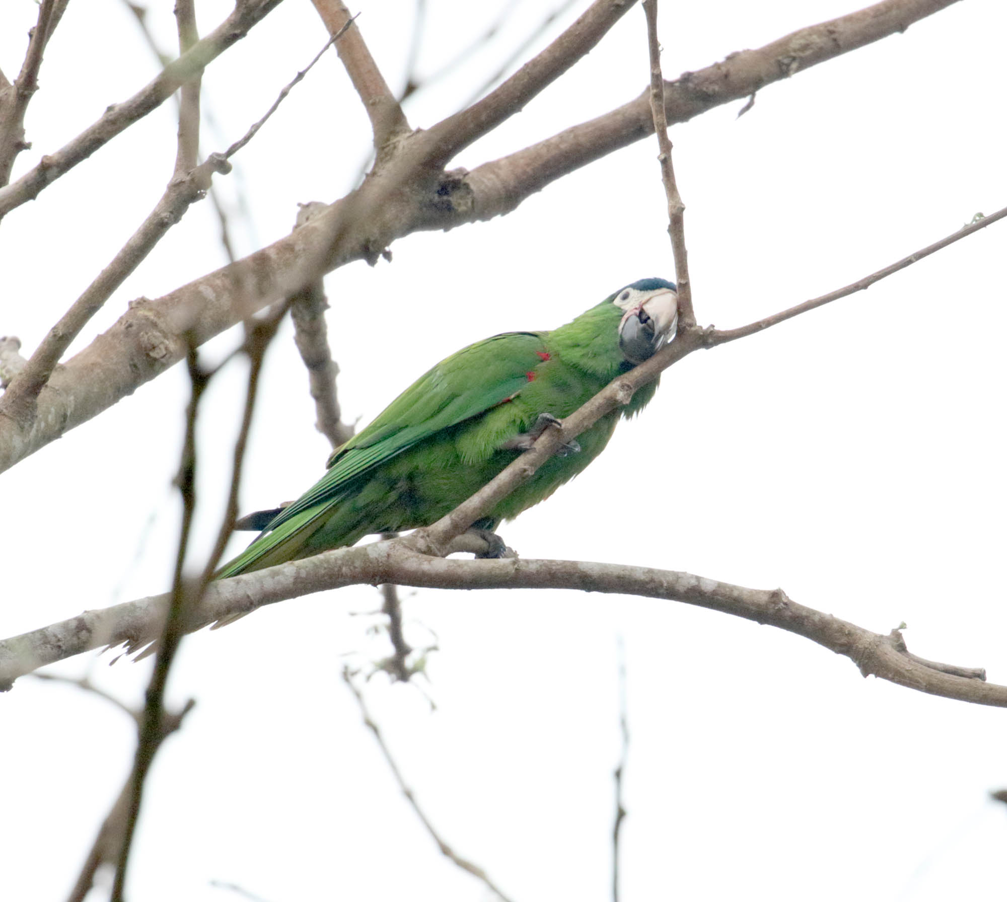 Red-shouldered Macaw_2649.jpg