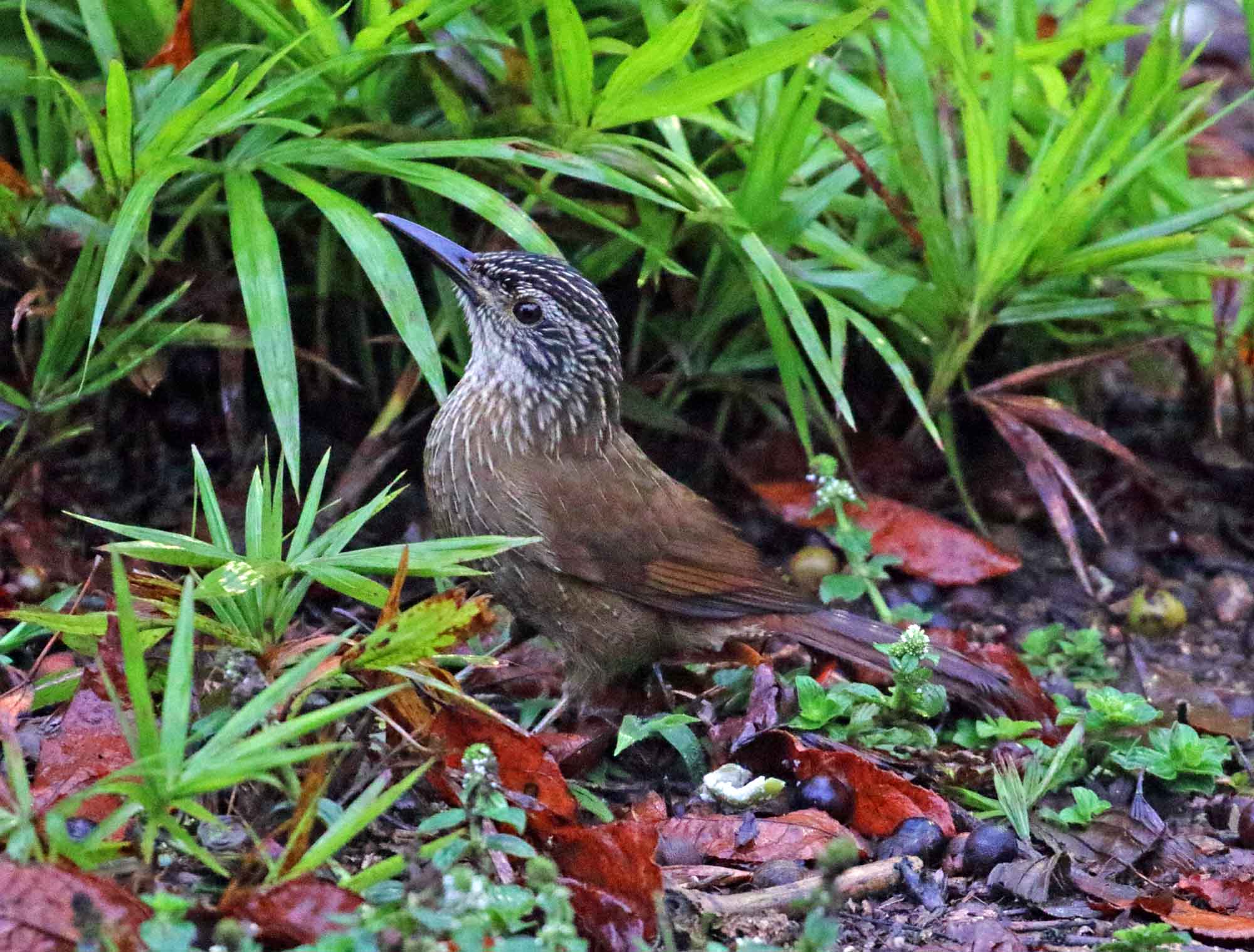White-throated Woodcreeper_3495.jpg