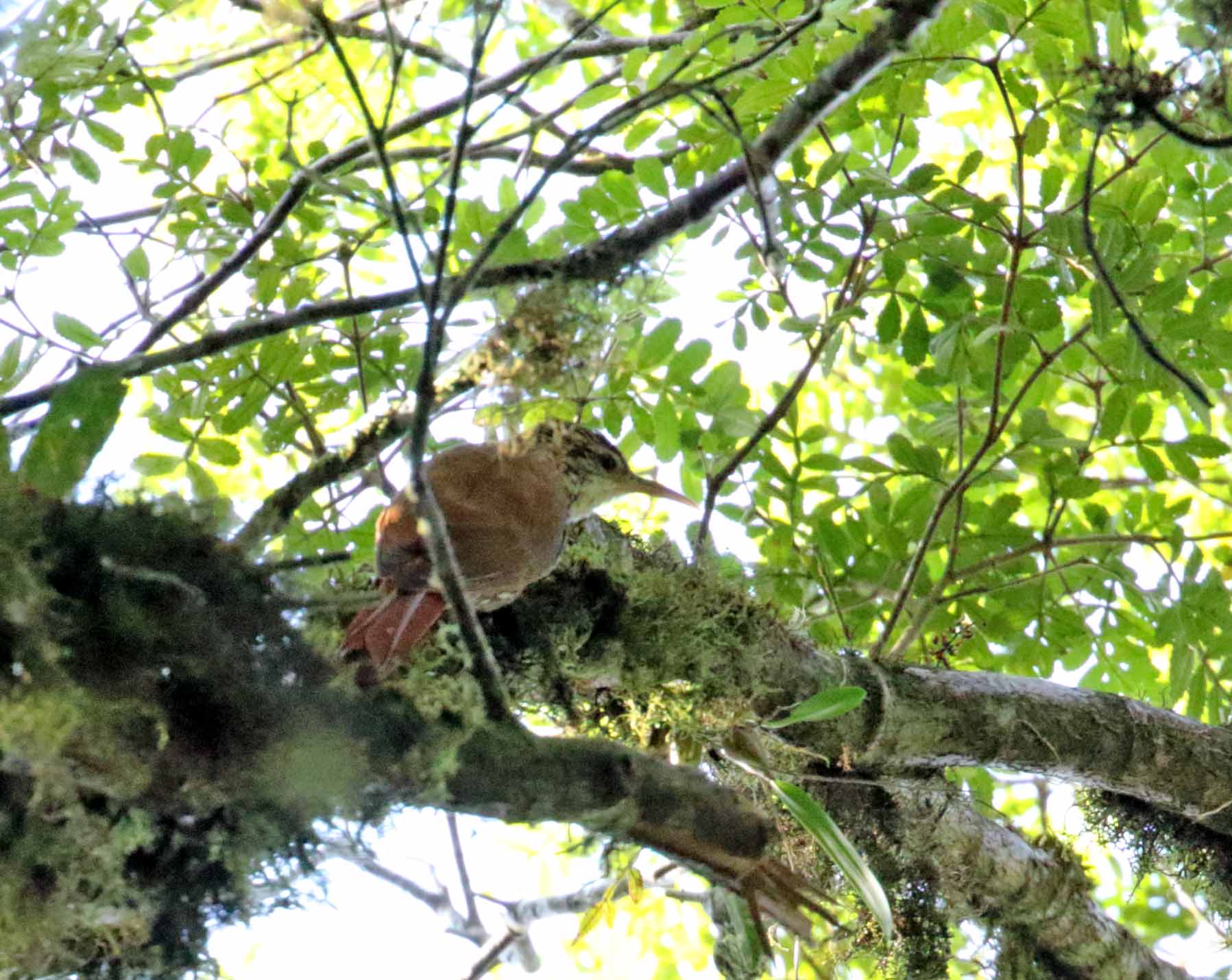 Scalloped Woodcreeper_5355.jpg