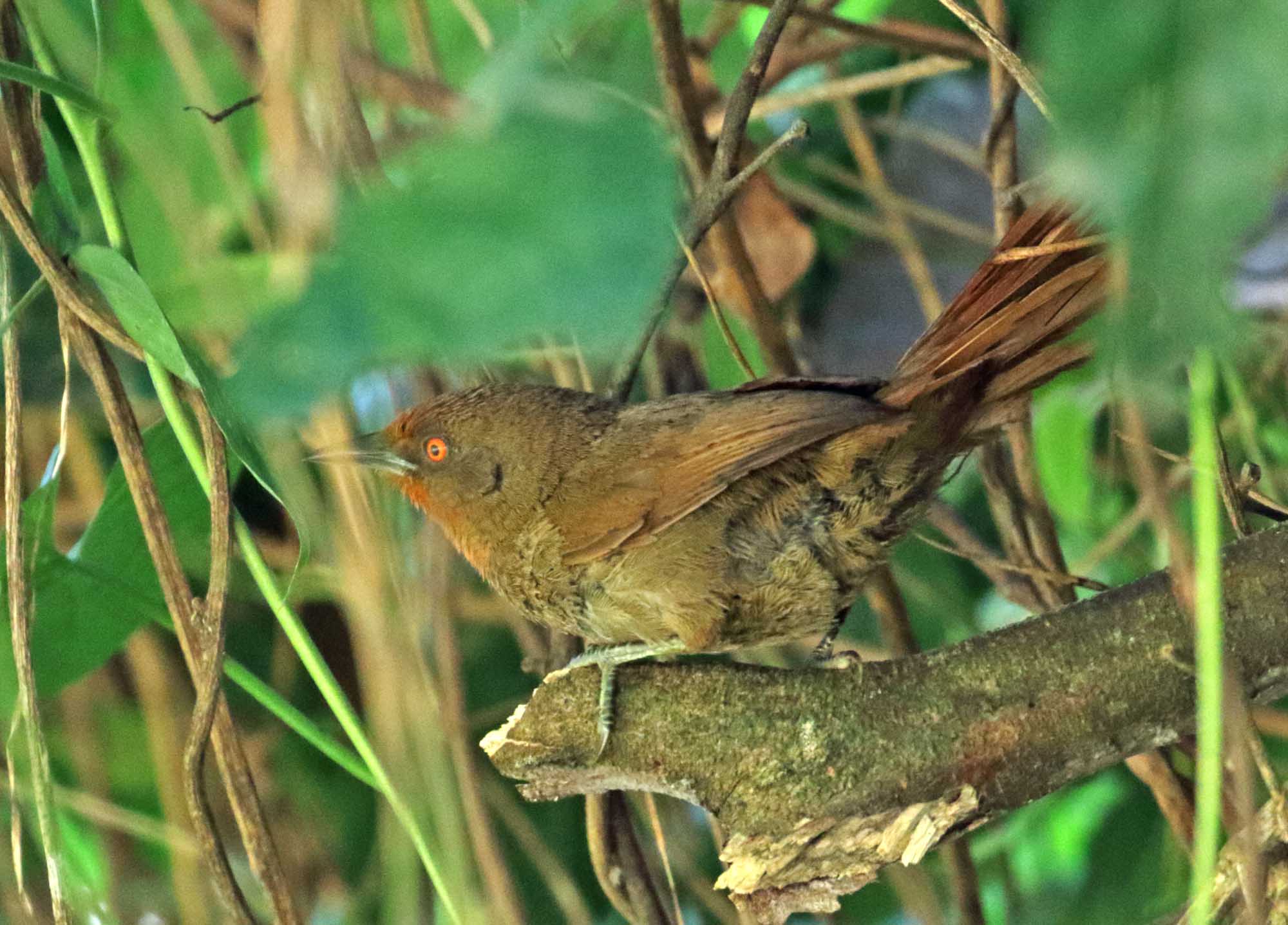Orange-eyed Thornbird_5871.jpg
