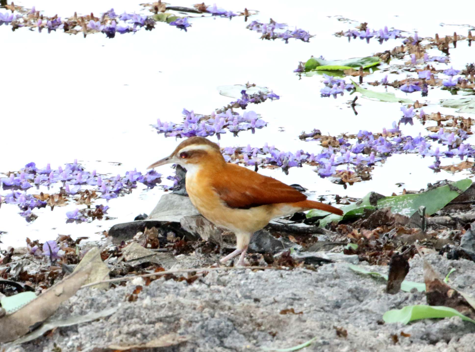 Pale-legged Hornero_1397.jpg