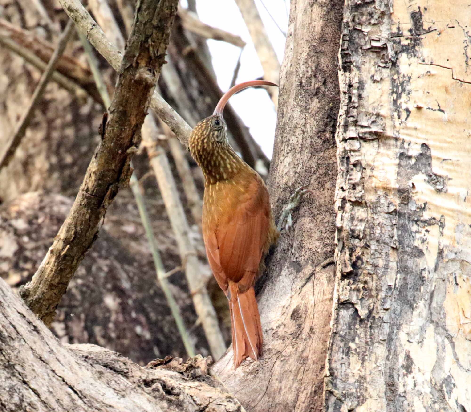 #88 Red-billed Scythebill_1495.jpg
