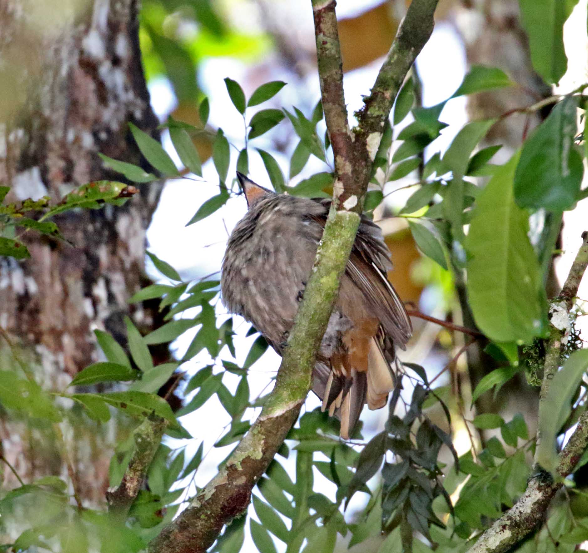 Cinnamon-vented Piha_4641.jpg