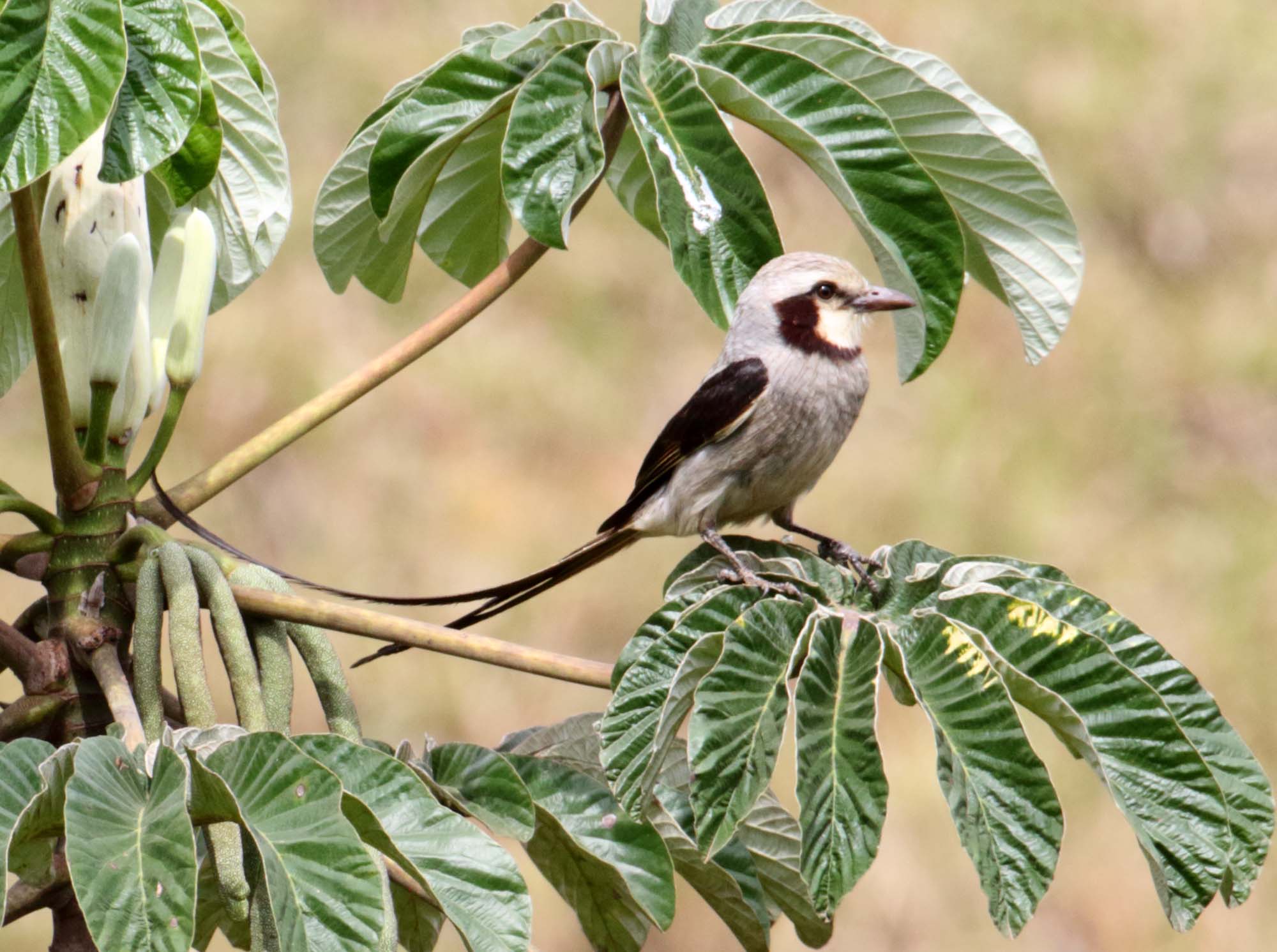 Streamer-tailed Tyrant_6200.jpg