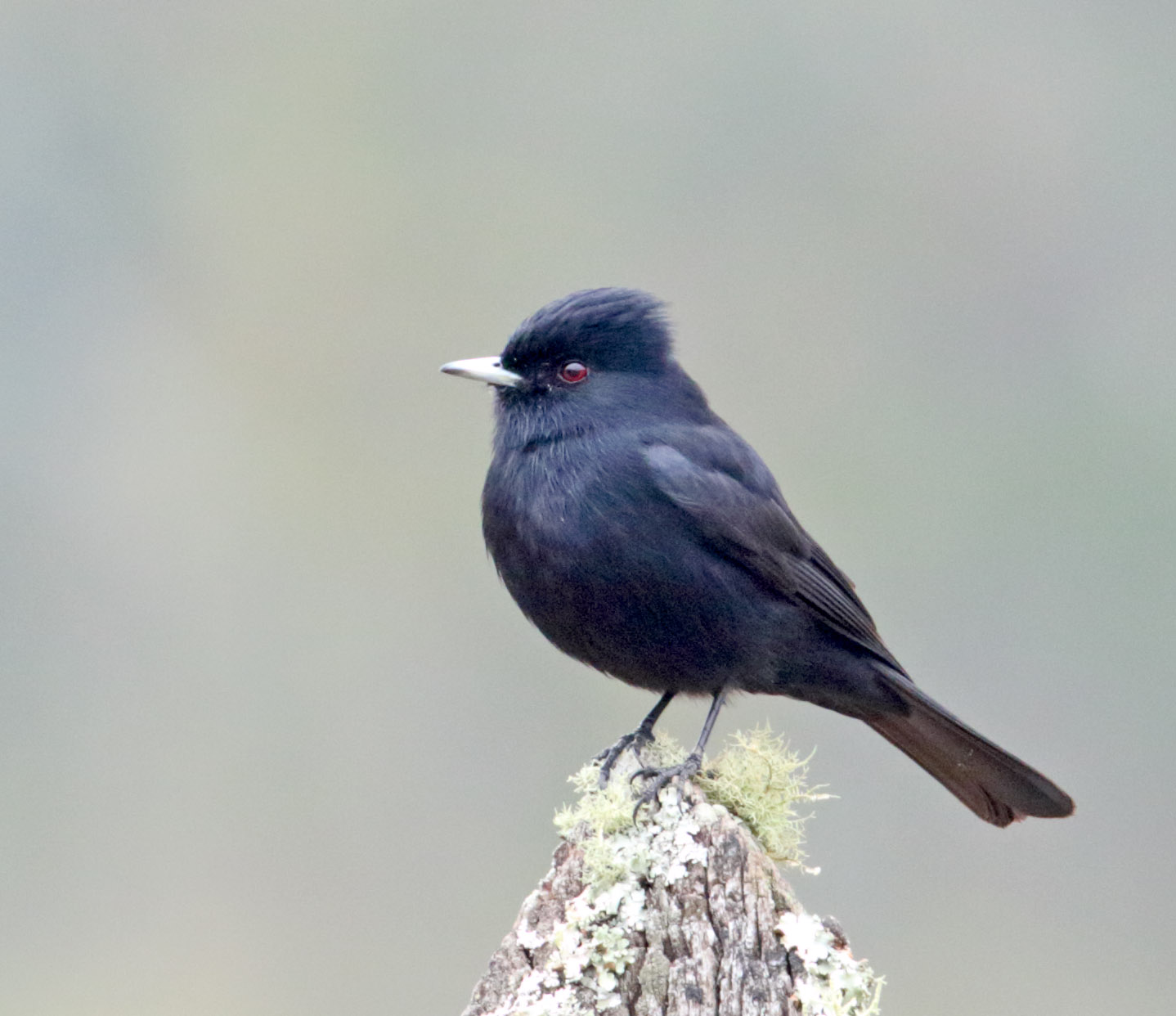 Velvety Black Tyrant - male_5993.jpg