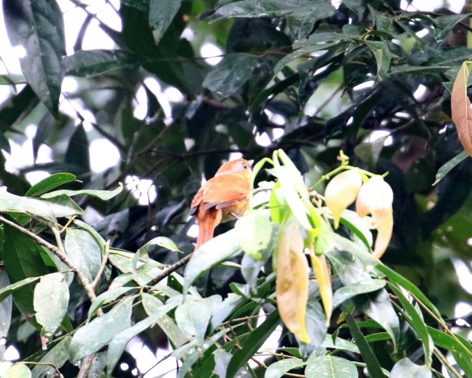 Chestnut-crowned Becard_6168.jpg
