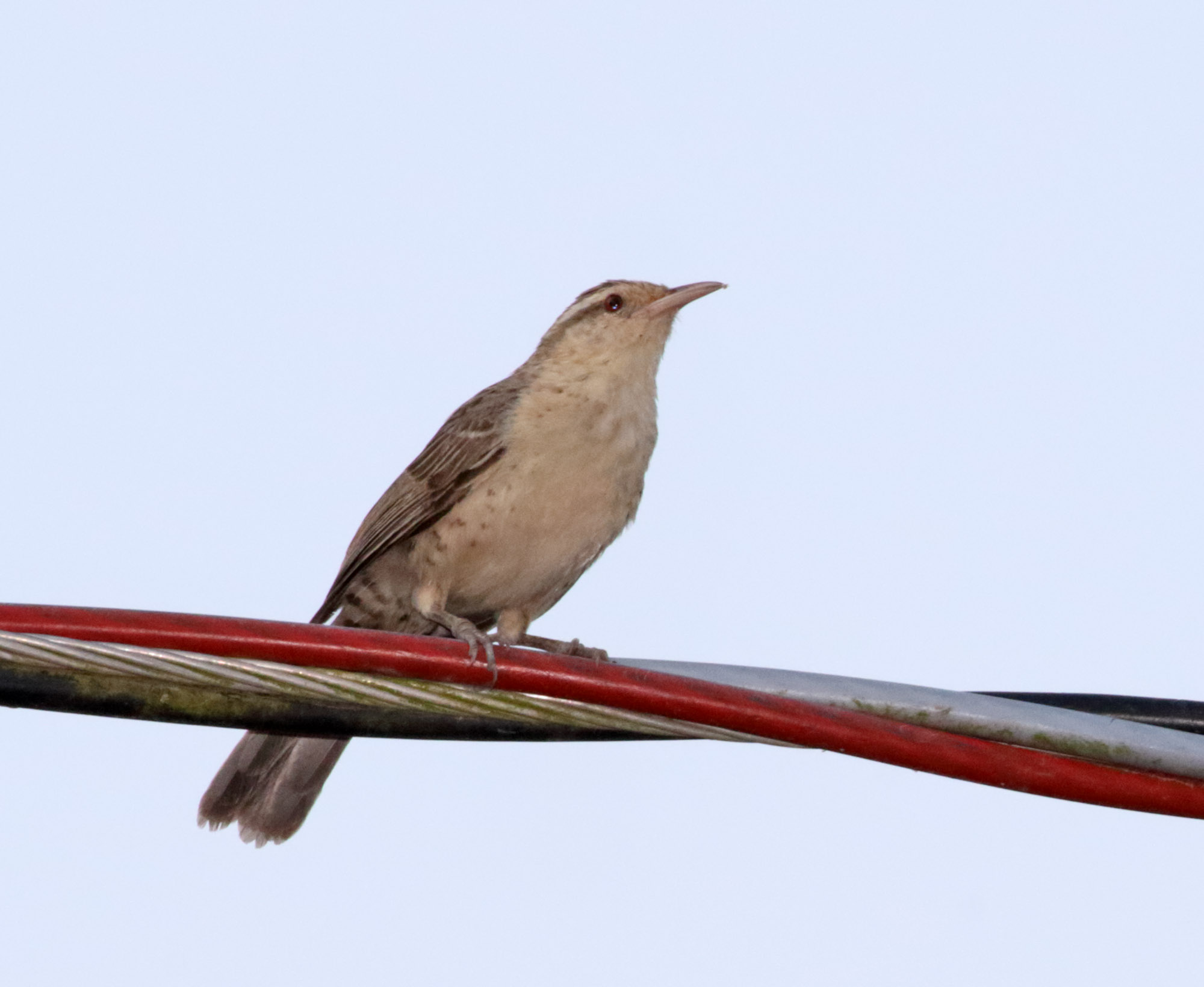Thrush-like Wren_0447.jpg
