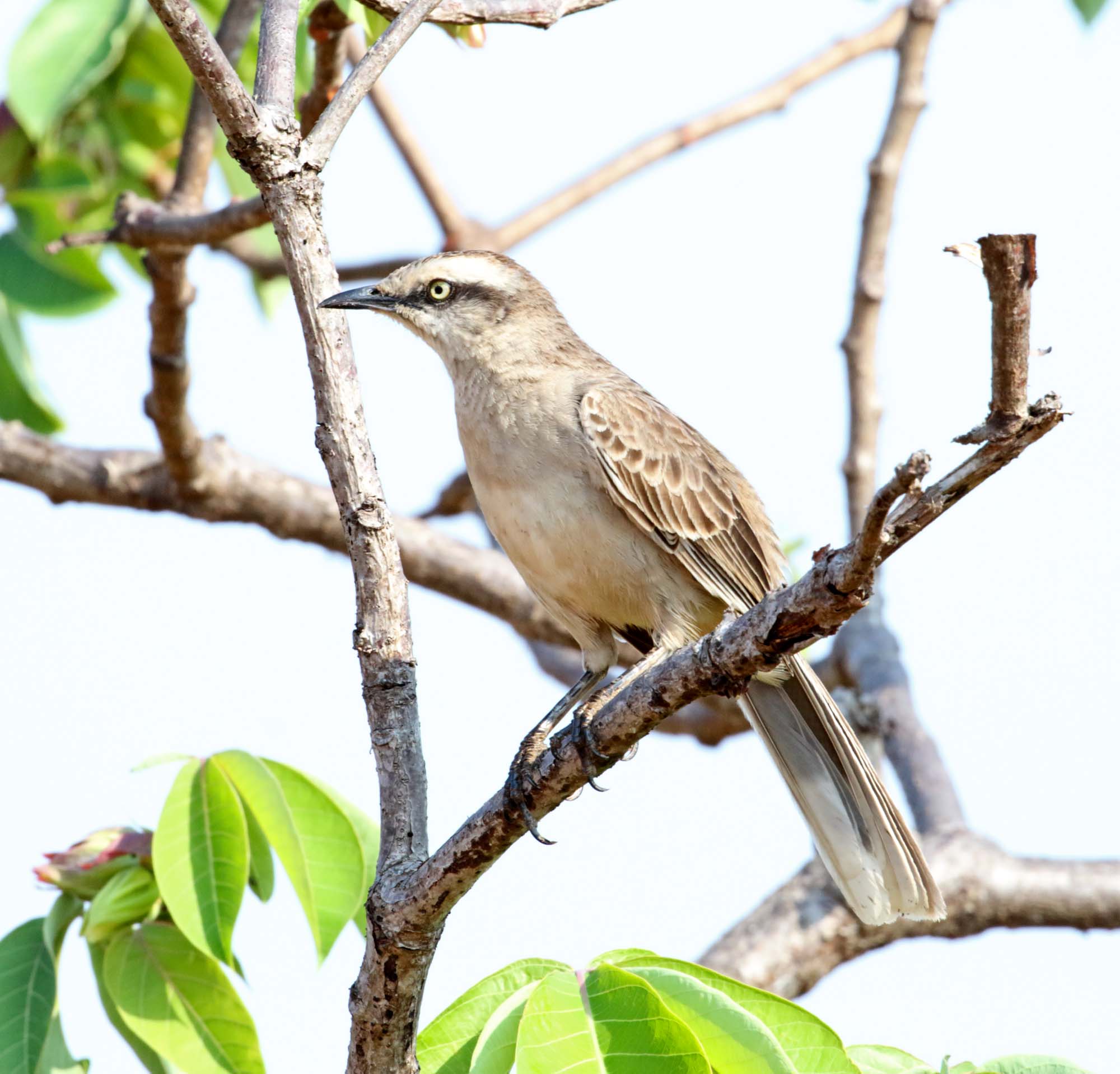 Chalk-browed Mockingbird_2787.jpg