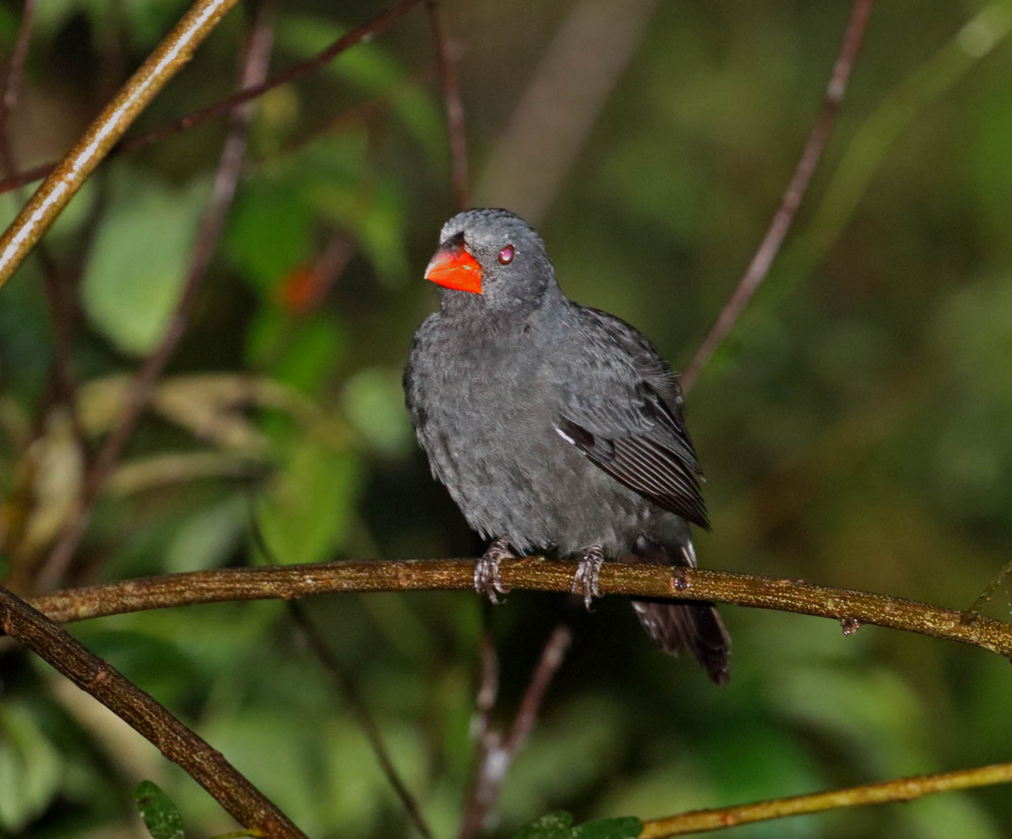 Black-throated Grosbeak_3509.jpg