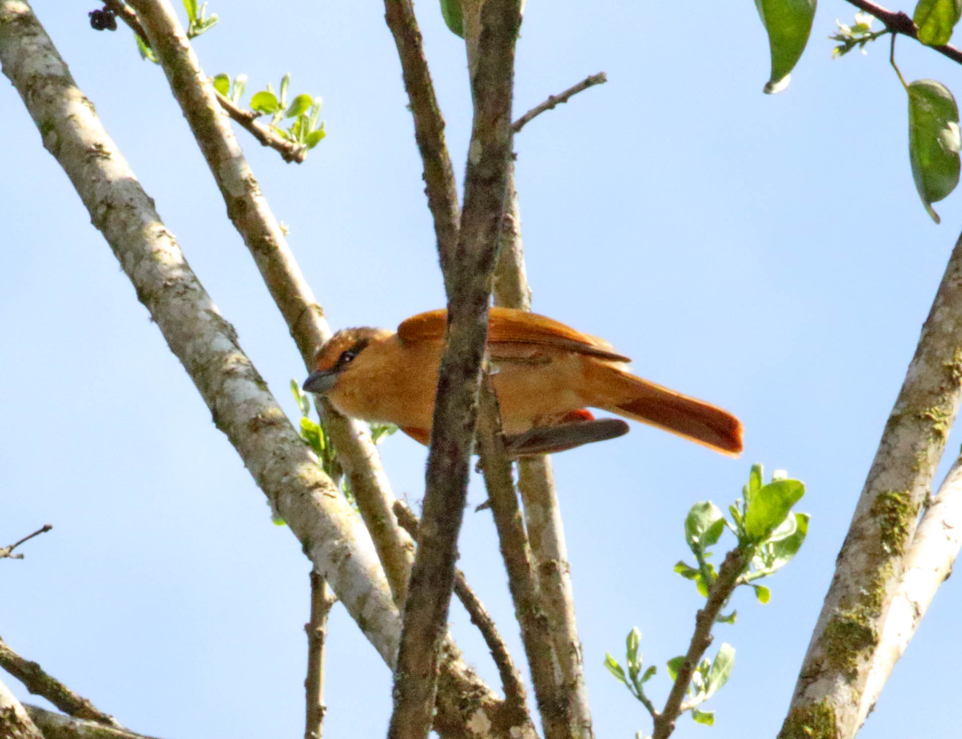 Brown Tanager_5418.jpg