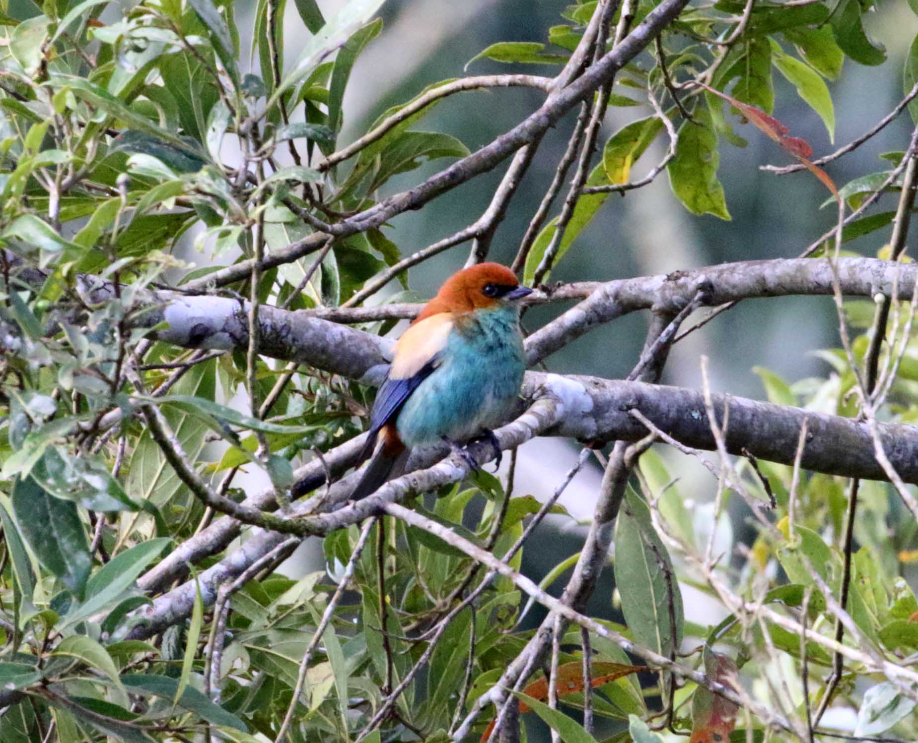 Chestnut-backed Tanager_4855.jpg