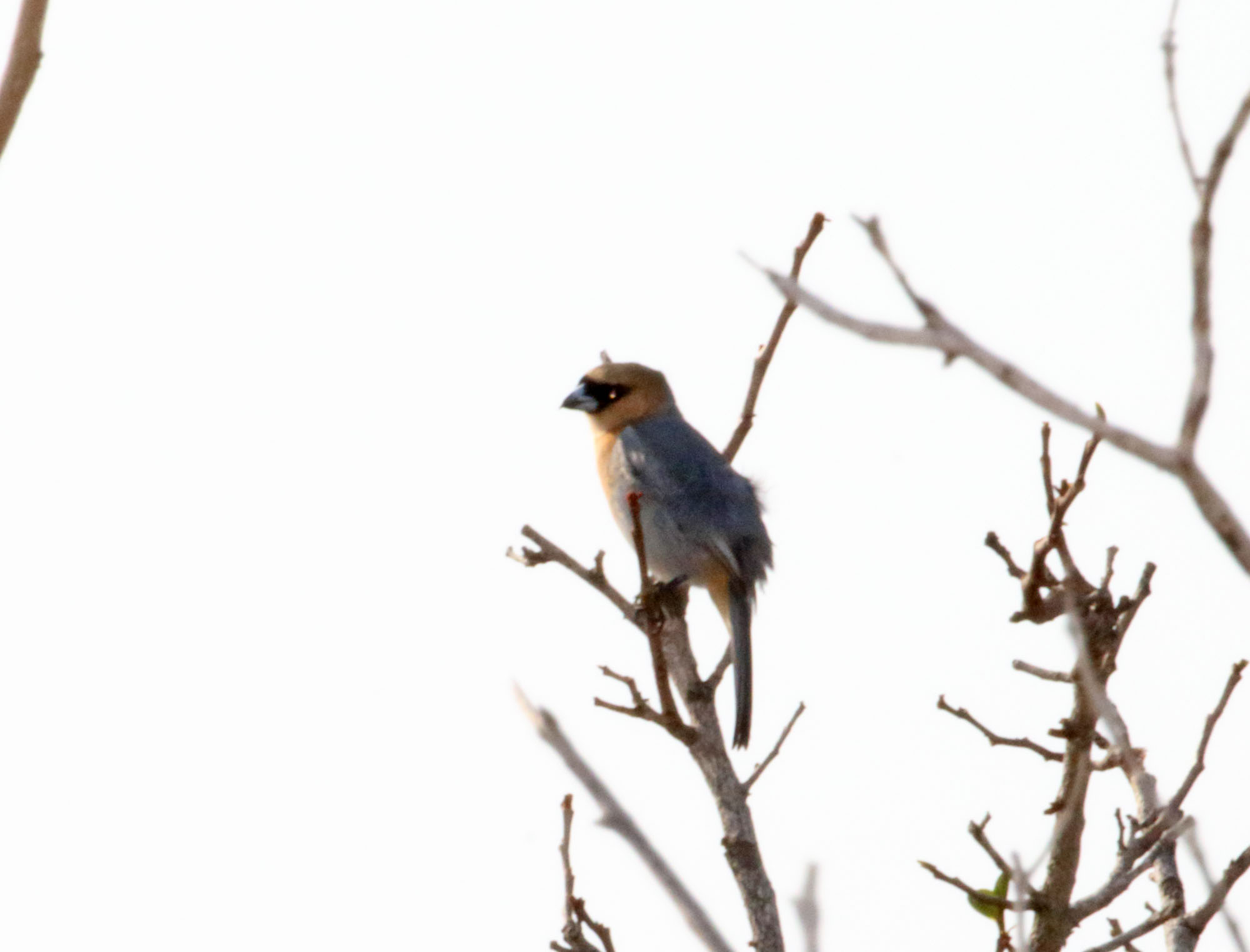 Cinnamon Tanager_2750.jpg