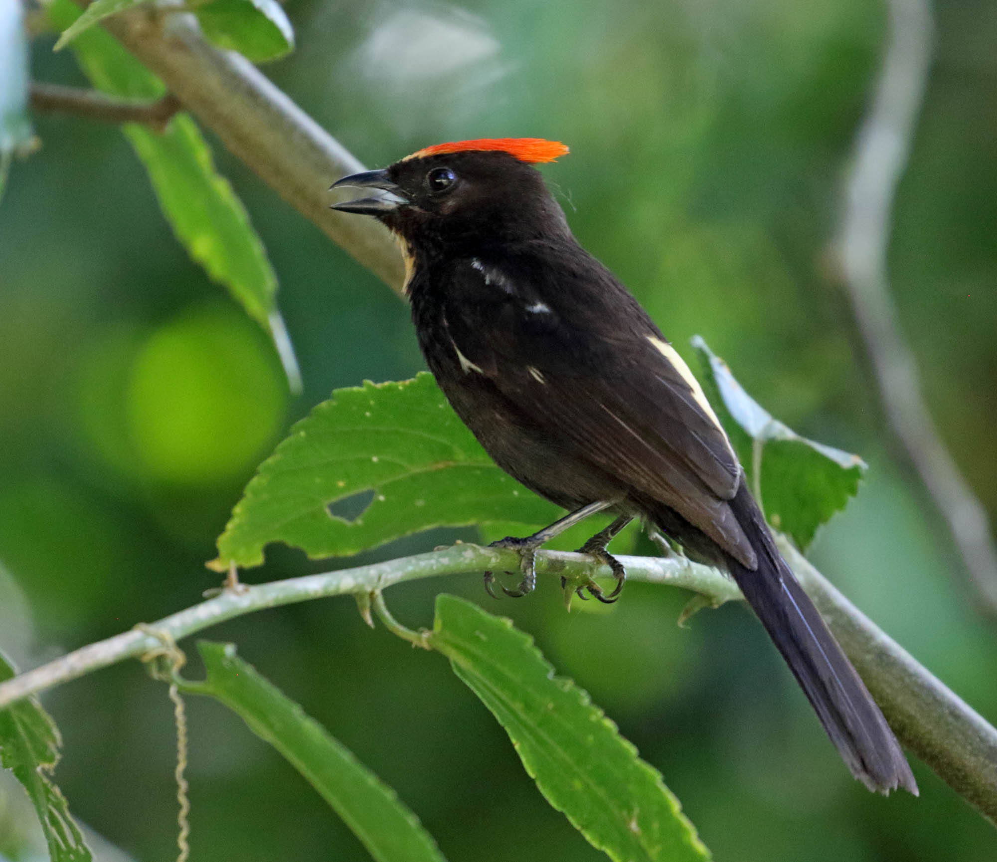 Flame-crested Tanager - male_5931.jpg