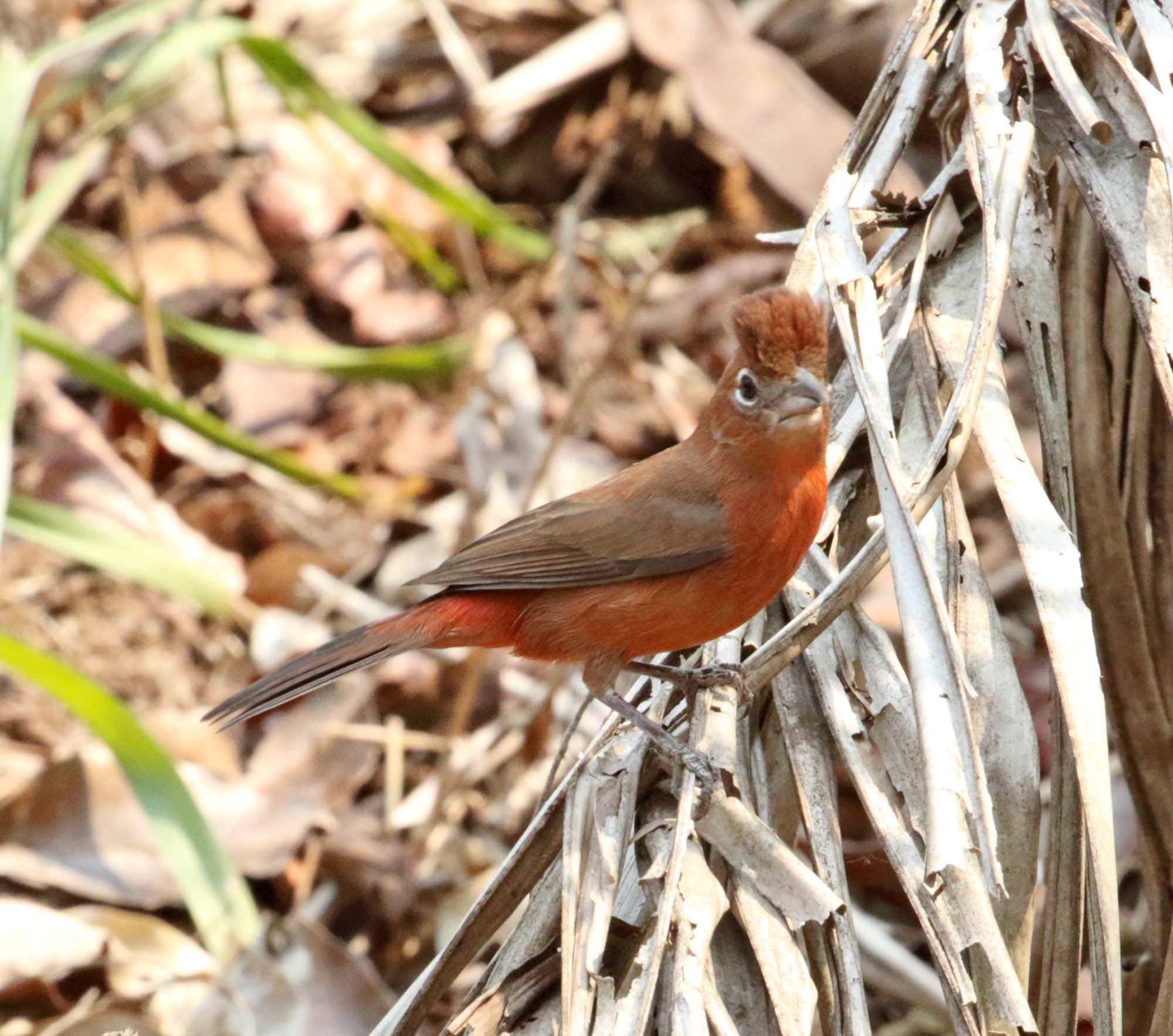 Red Pileated Finch - male_1563.jpg