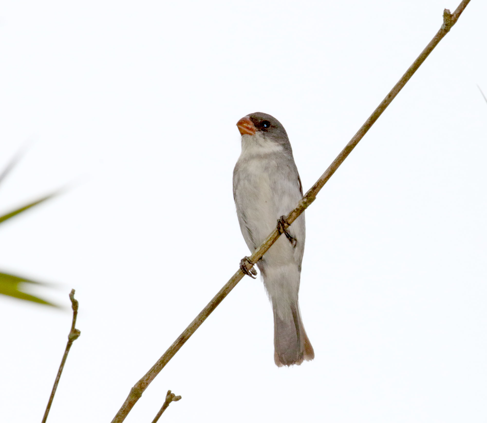 White-bellied Seedeater - male_6070.jpg