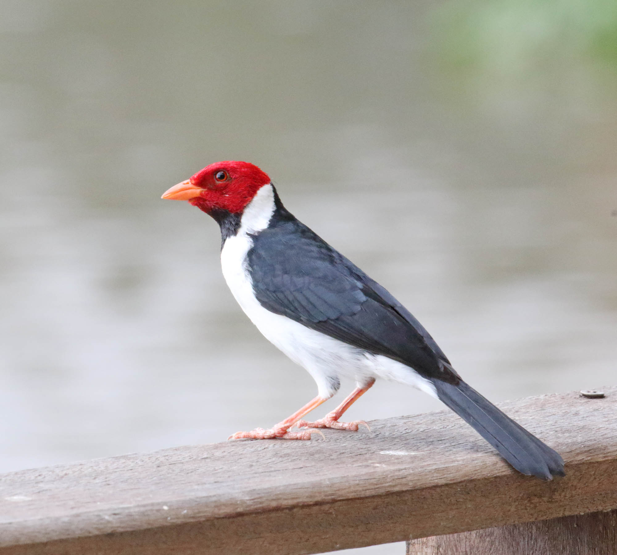 Yellow-billed Cardinal_8556.jpg
