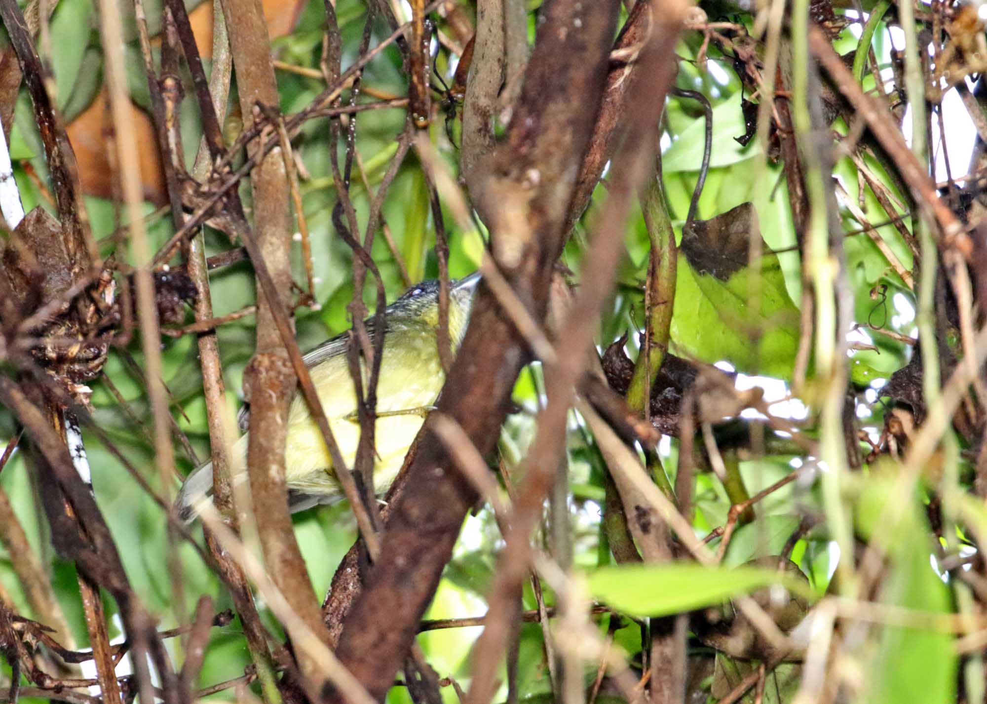 Rufous-margined Antwren_4497.jpg