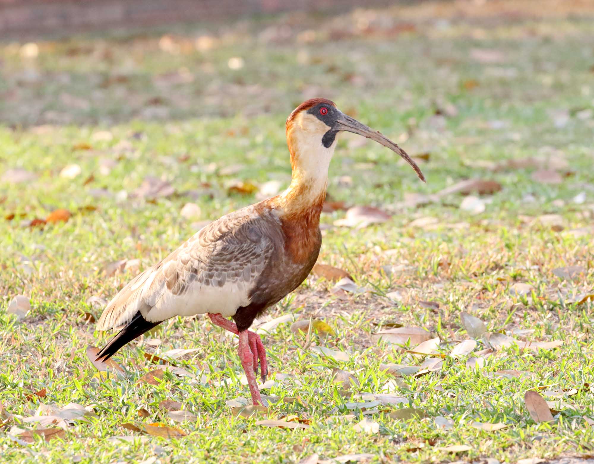Buff-necked Ibis_0761.jpg