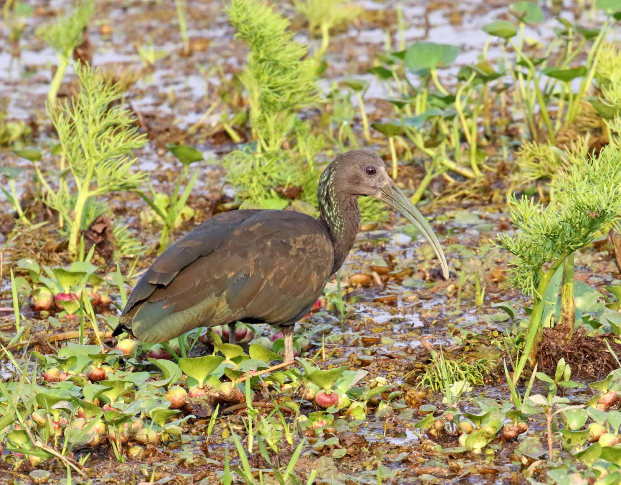 Green Ibis_0730.jpg
