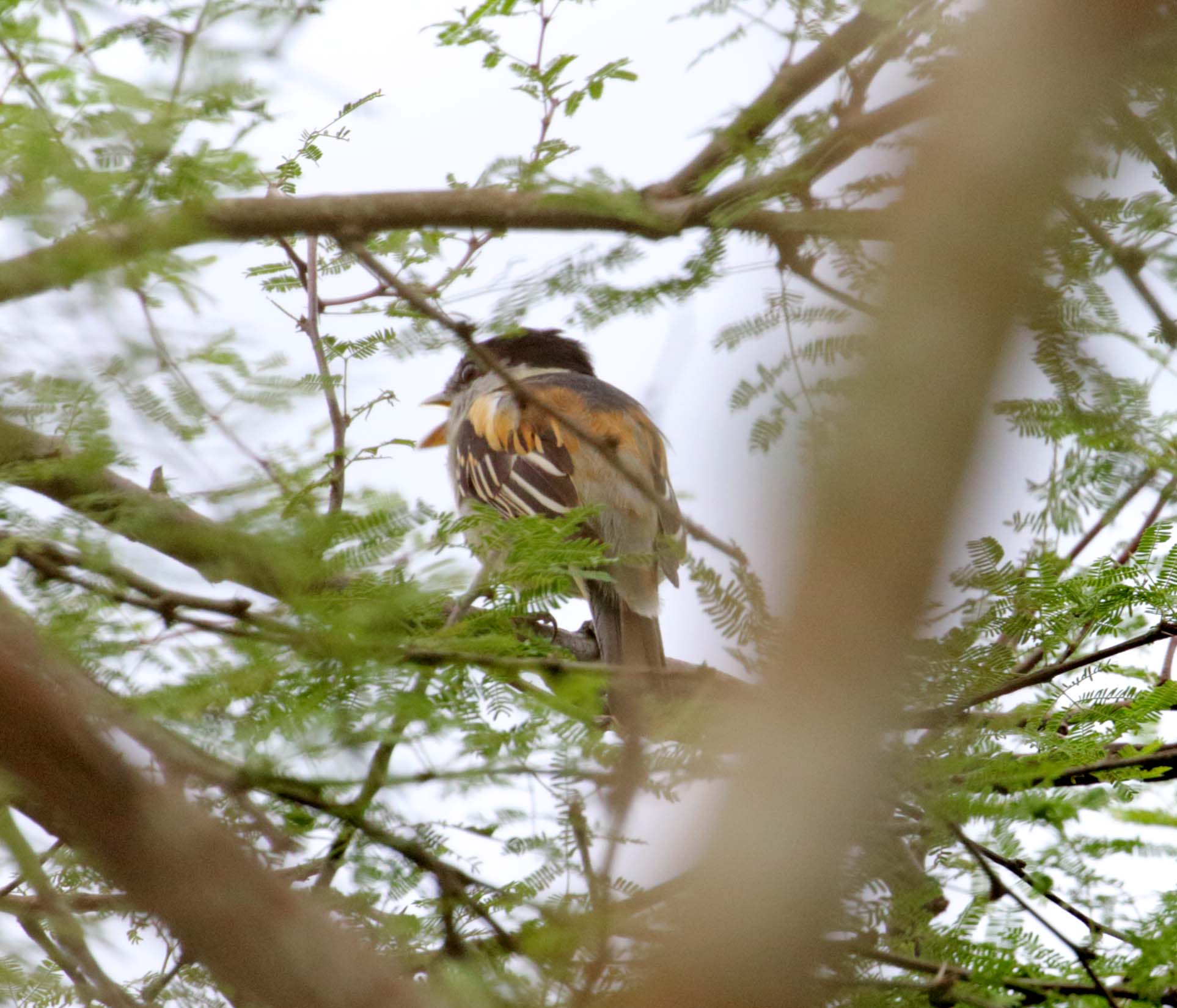 Grey-collared Becard - immature male_6421.jpg