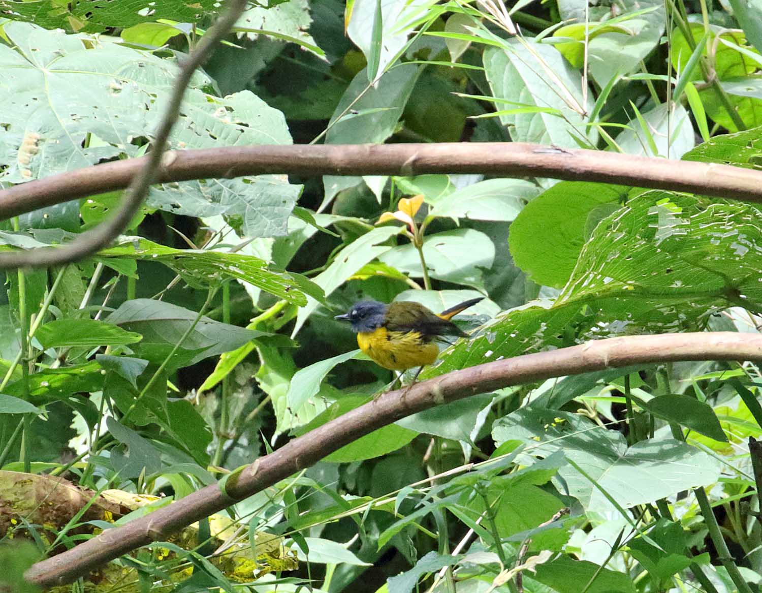White-starred Robin_3808.jpg