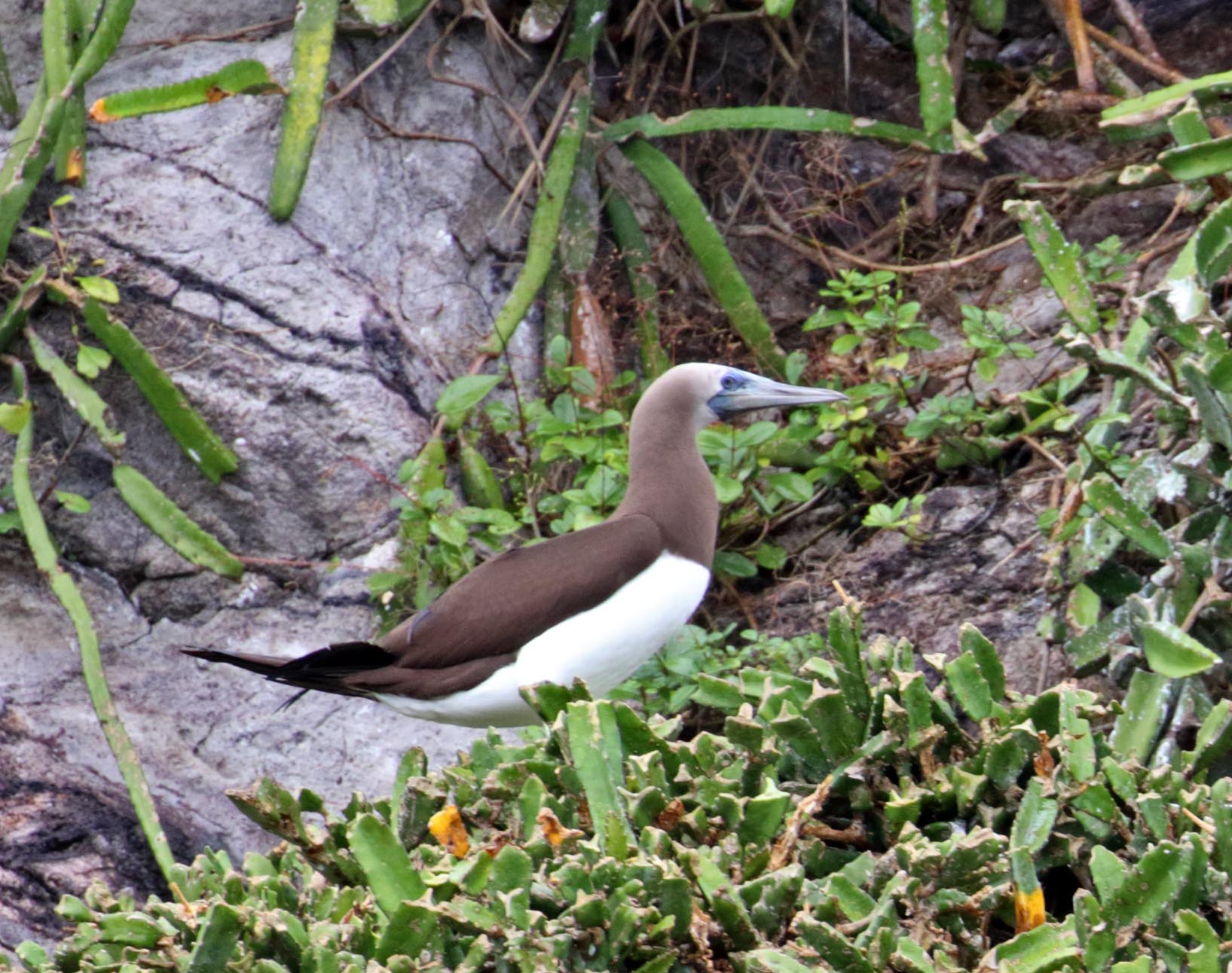 Brown Booby - adult_6959.jpg