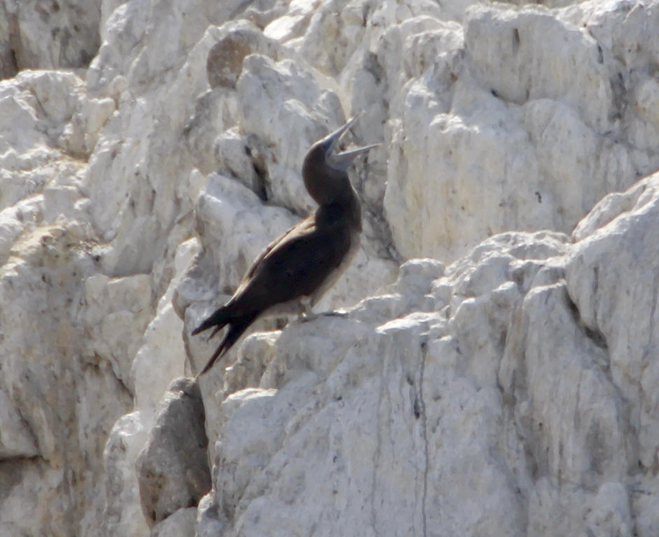 Cocos Booby - juvenile_8353.jpg