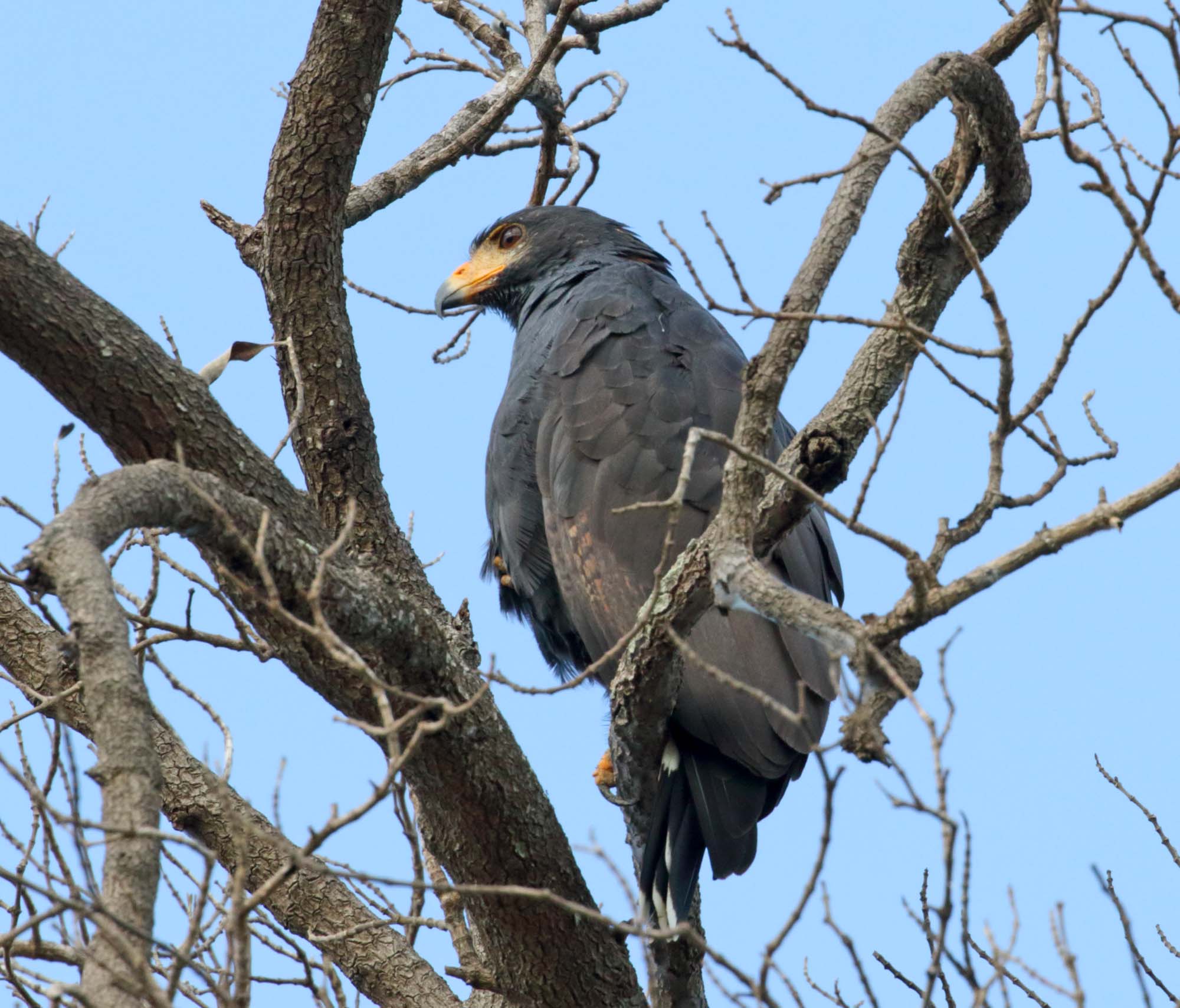 Common Black Hawk_6807.jpg