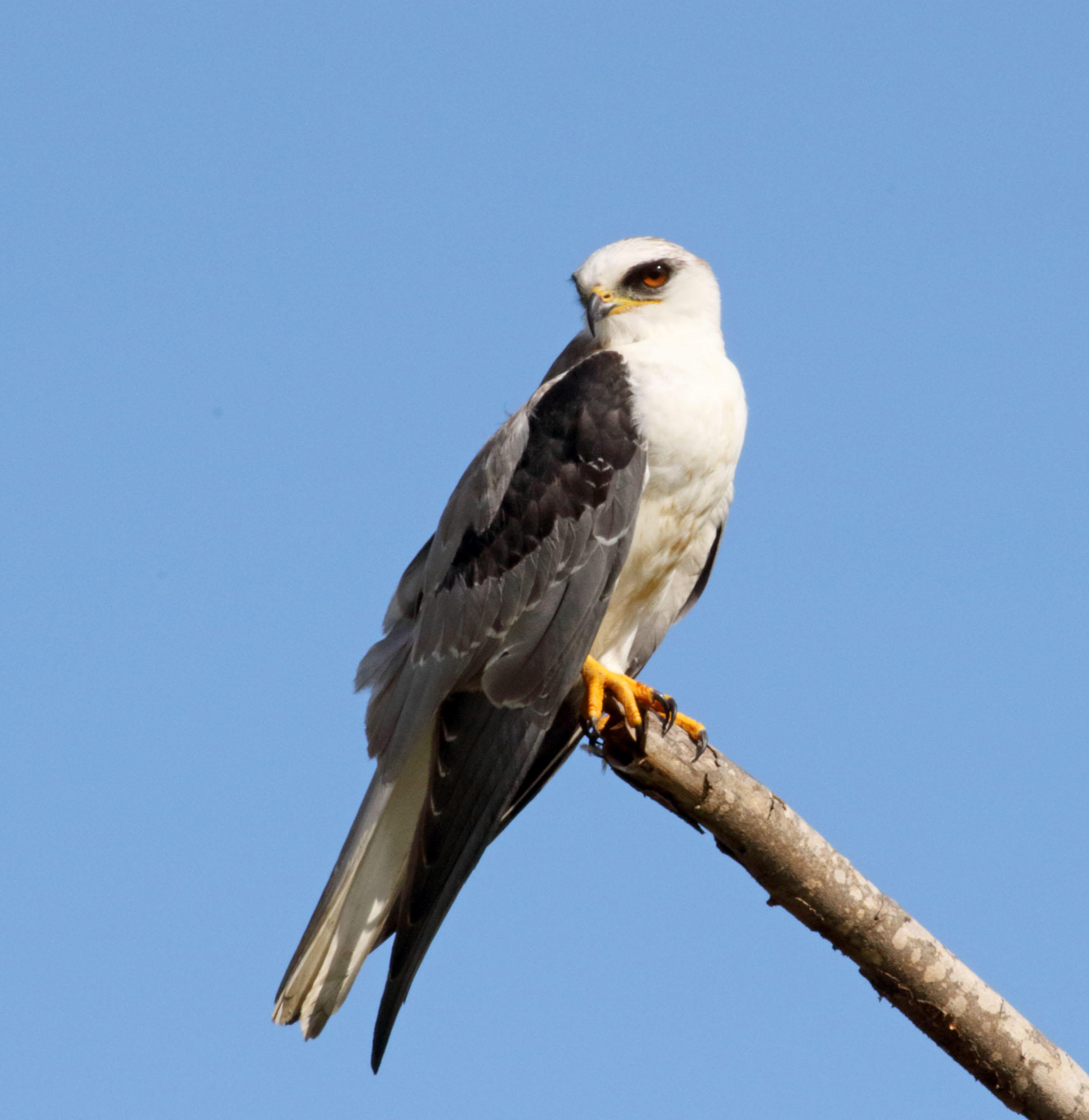 White-tailed Kite_6770.jpg