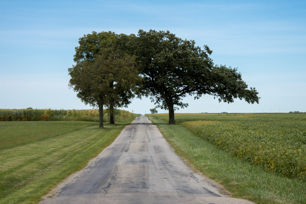 Road and trees