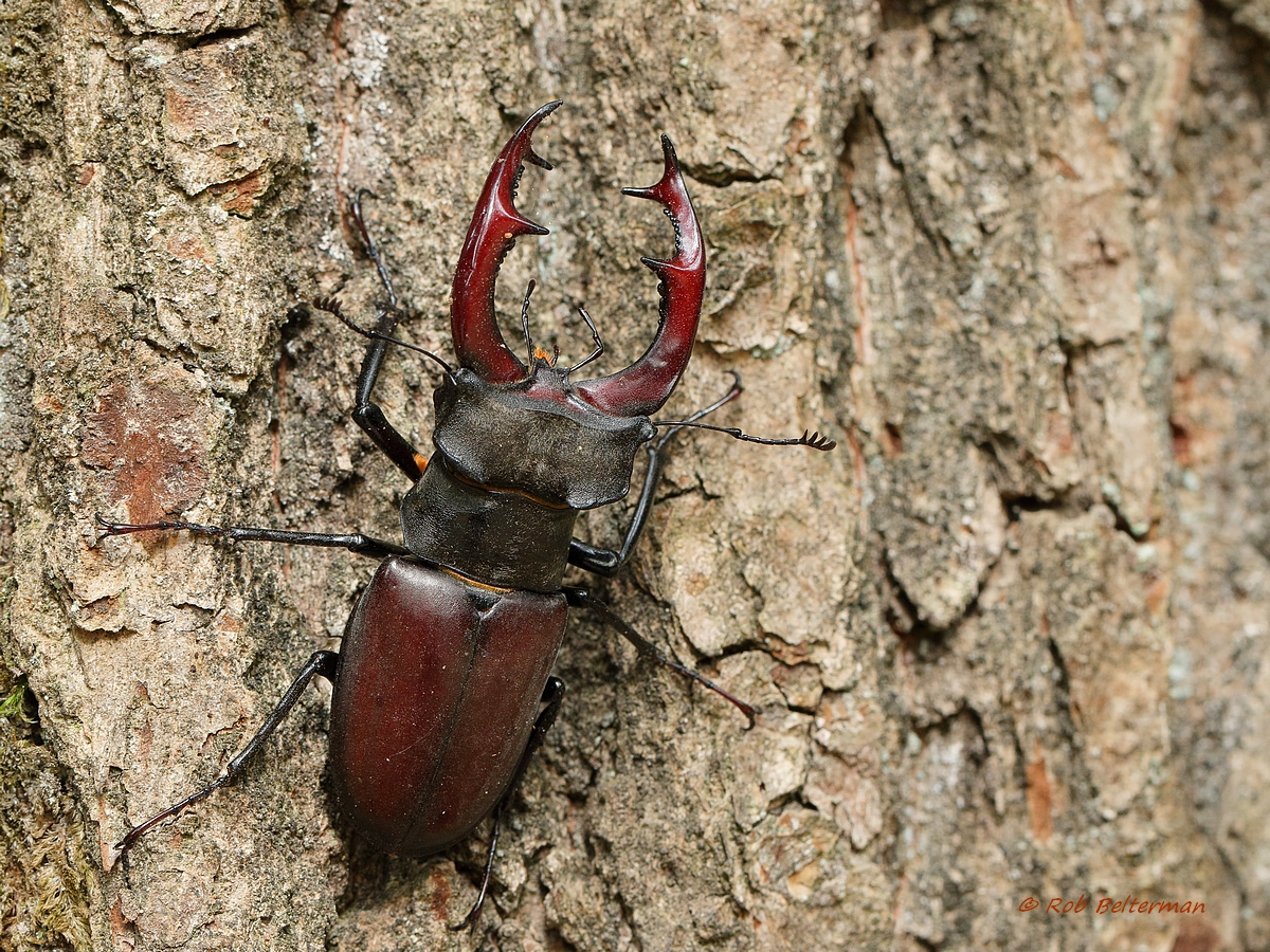 Vliegend Hert - Stag Beetle (Lucanus cervus)