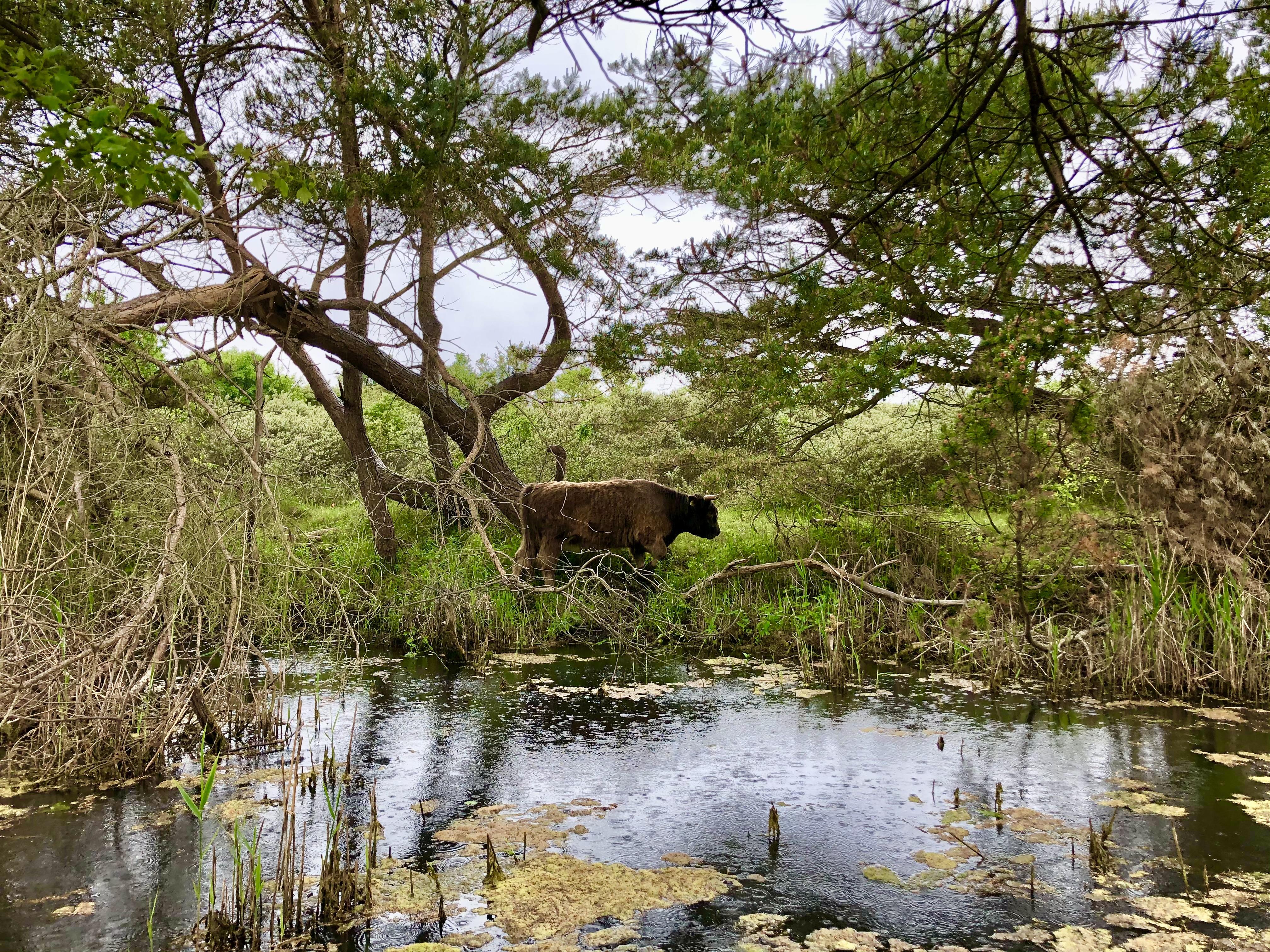 Scottish highlander