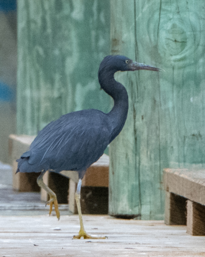 Eastern Reef Egret (Heron)