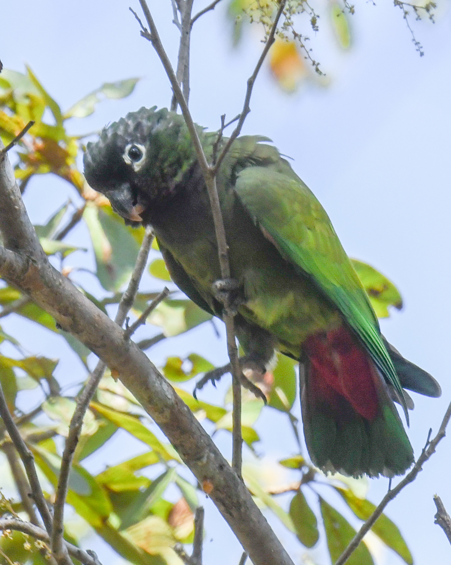 Scaly-headed Parrot