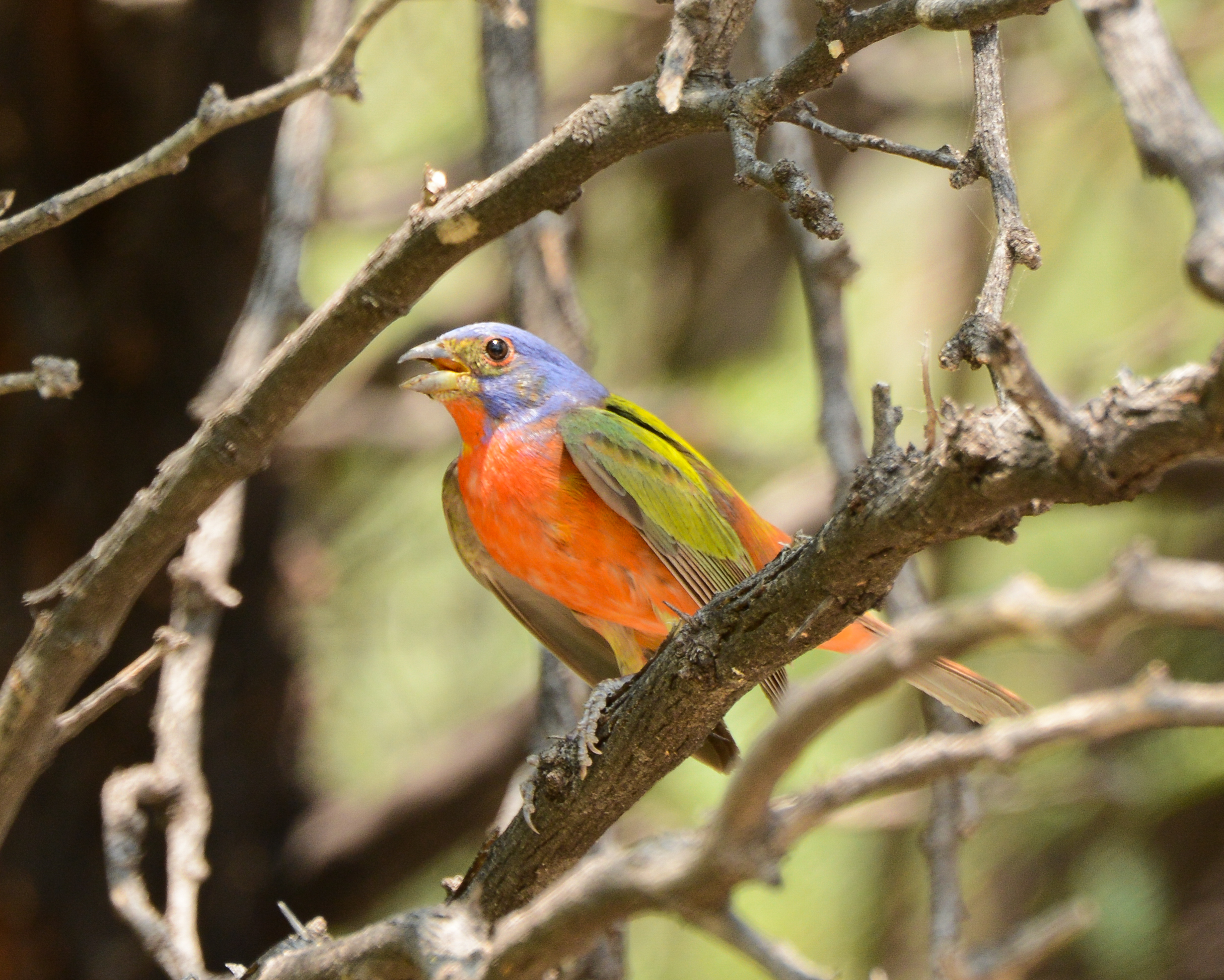 Painted Bunting